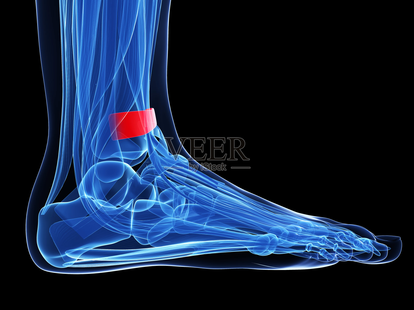优越的伸肌支持带照片摄影图片