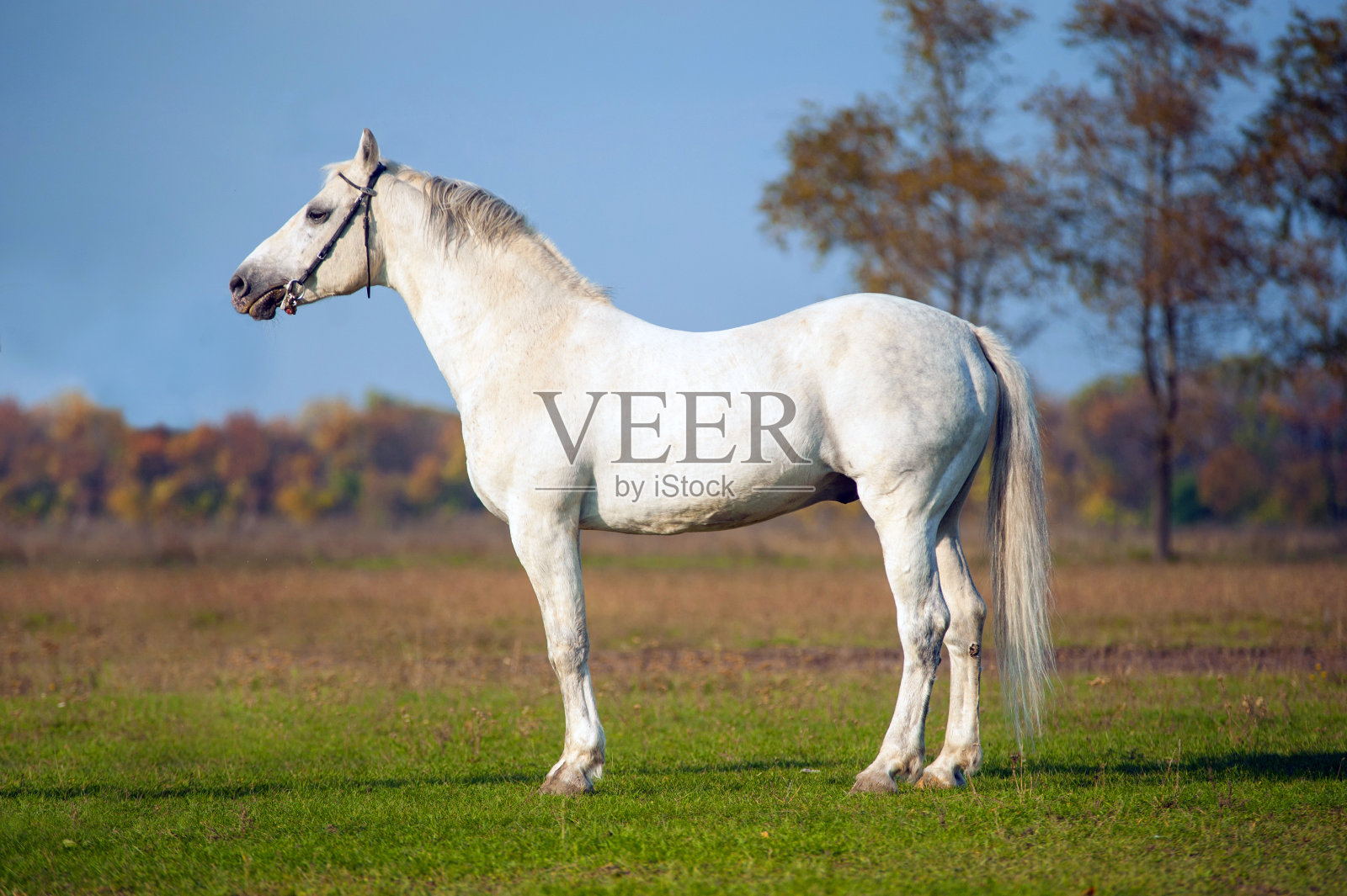 马照片摄影图片