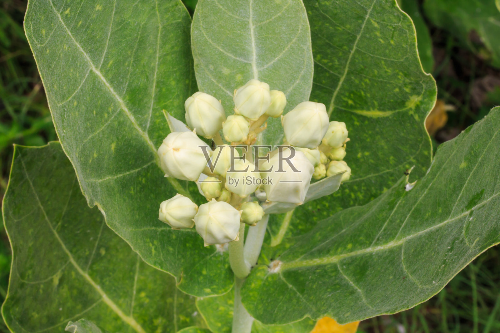 白冠花，巨大的印度乳草，巨大的。照片摄影图片