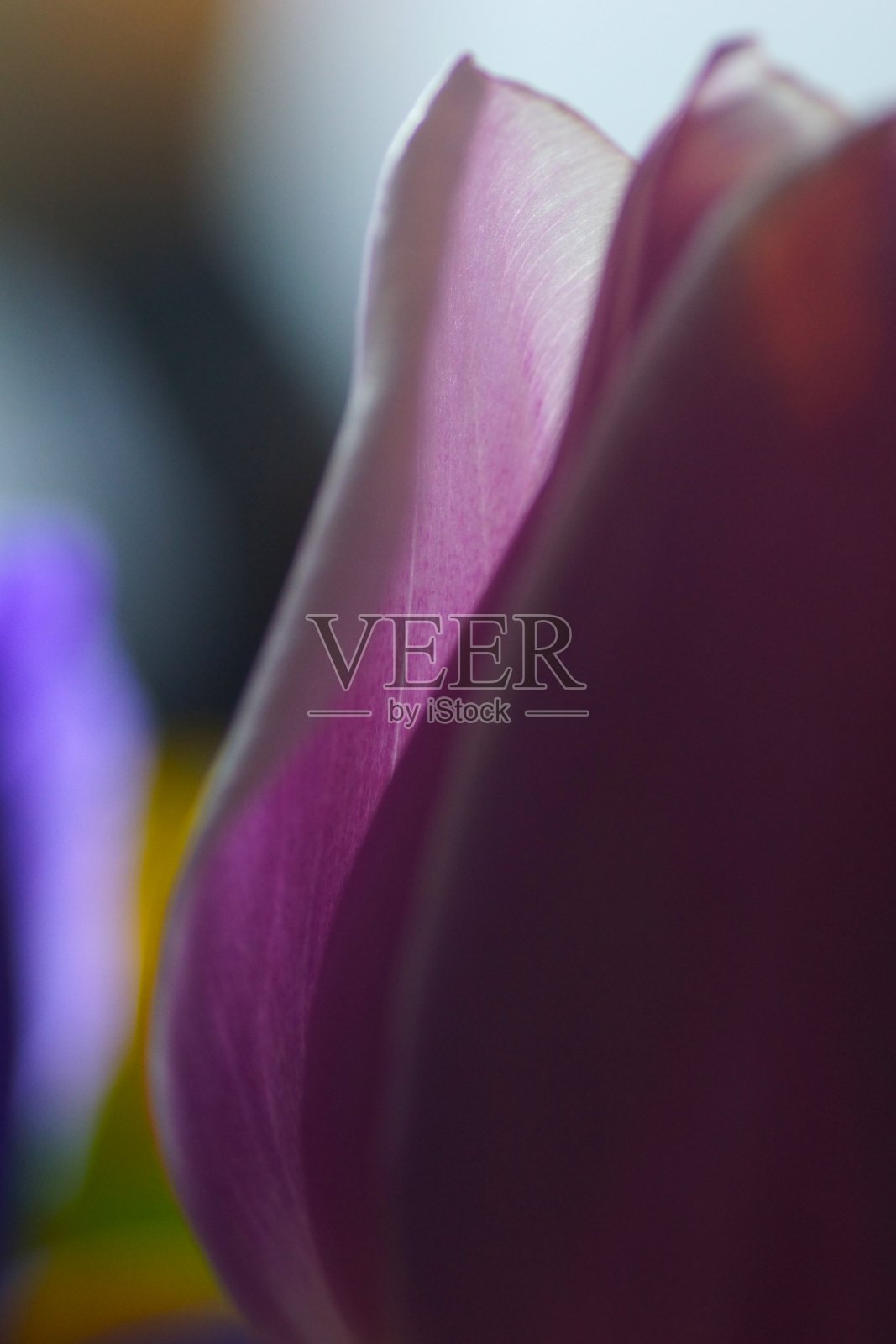 粉色郁金香花瓣照片摄影图片