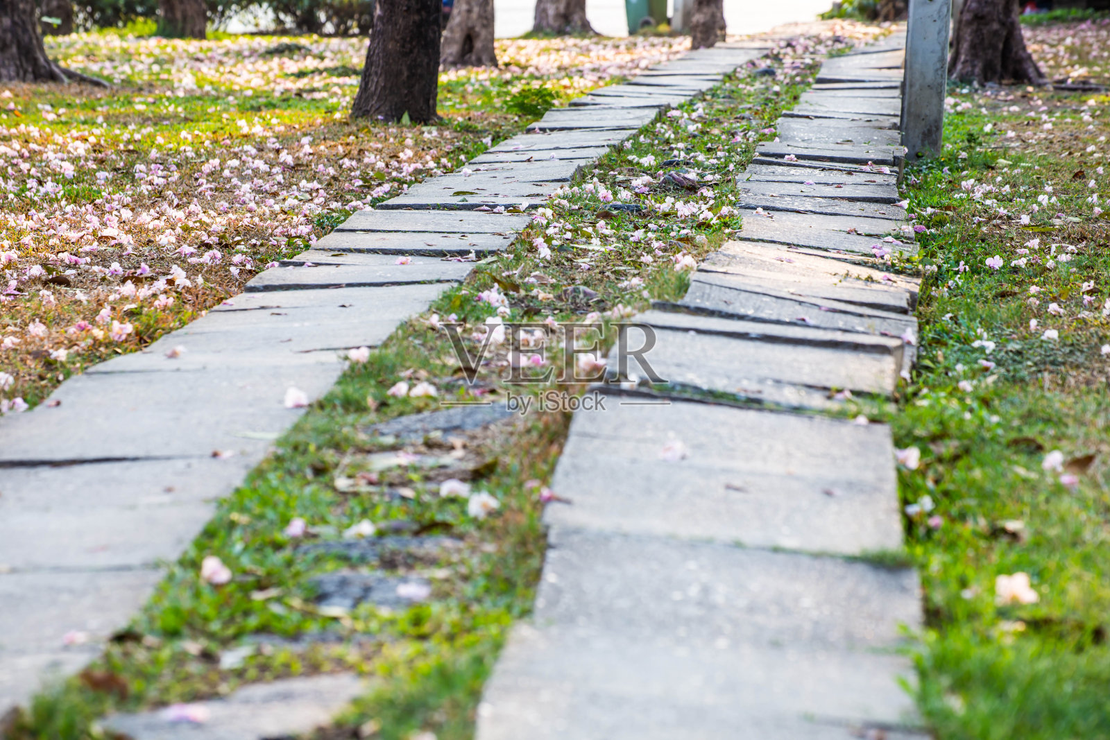 粉红色的花。照片摄影图片