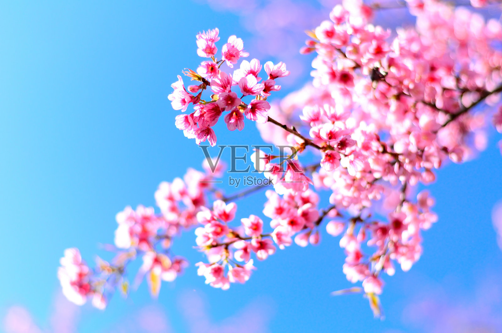 樱花照片摄影图片