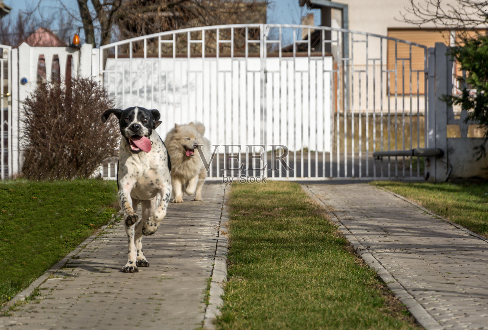 狗照片摄影图片