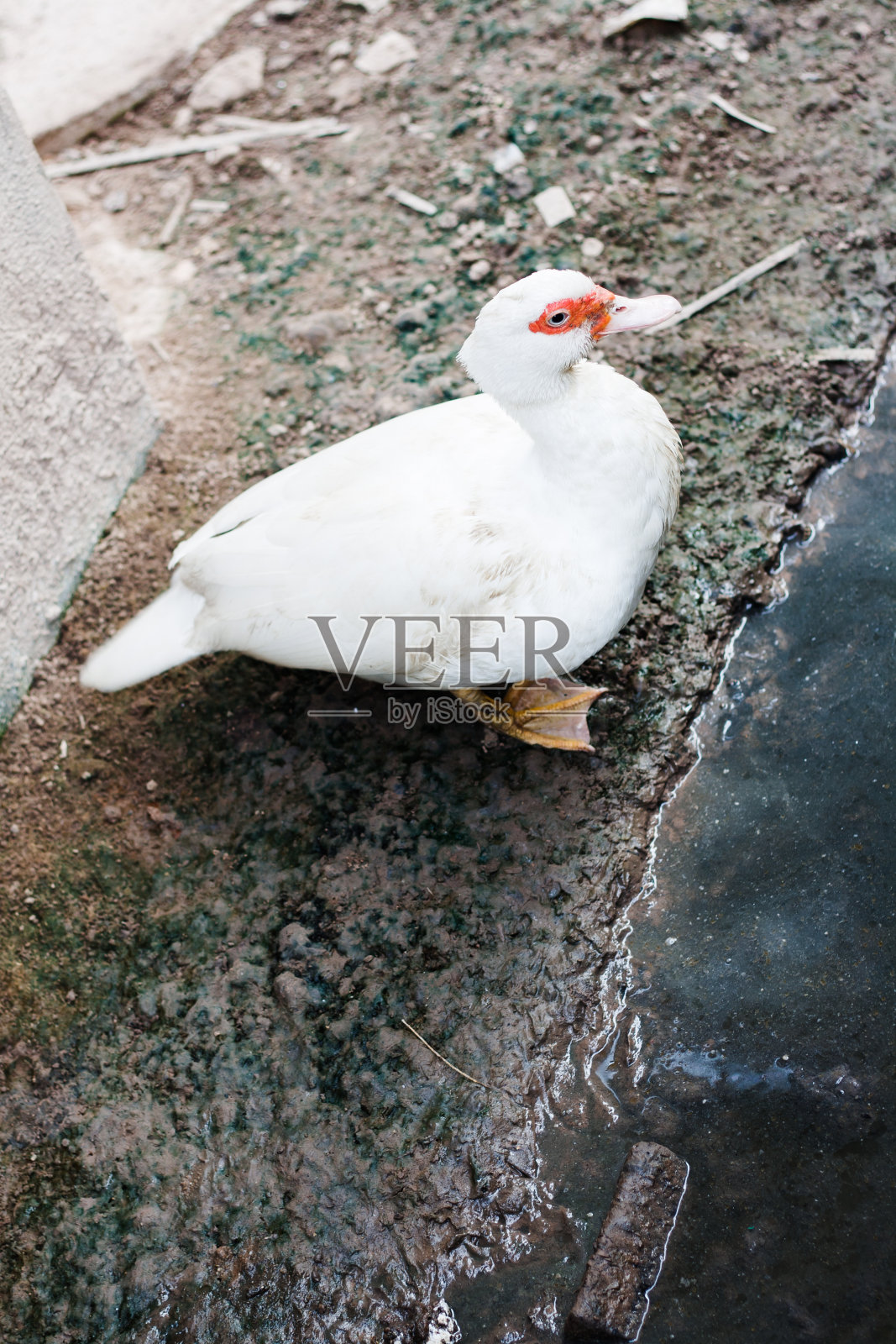 白鸭照片摄影图片
