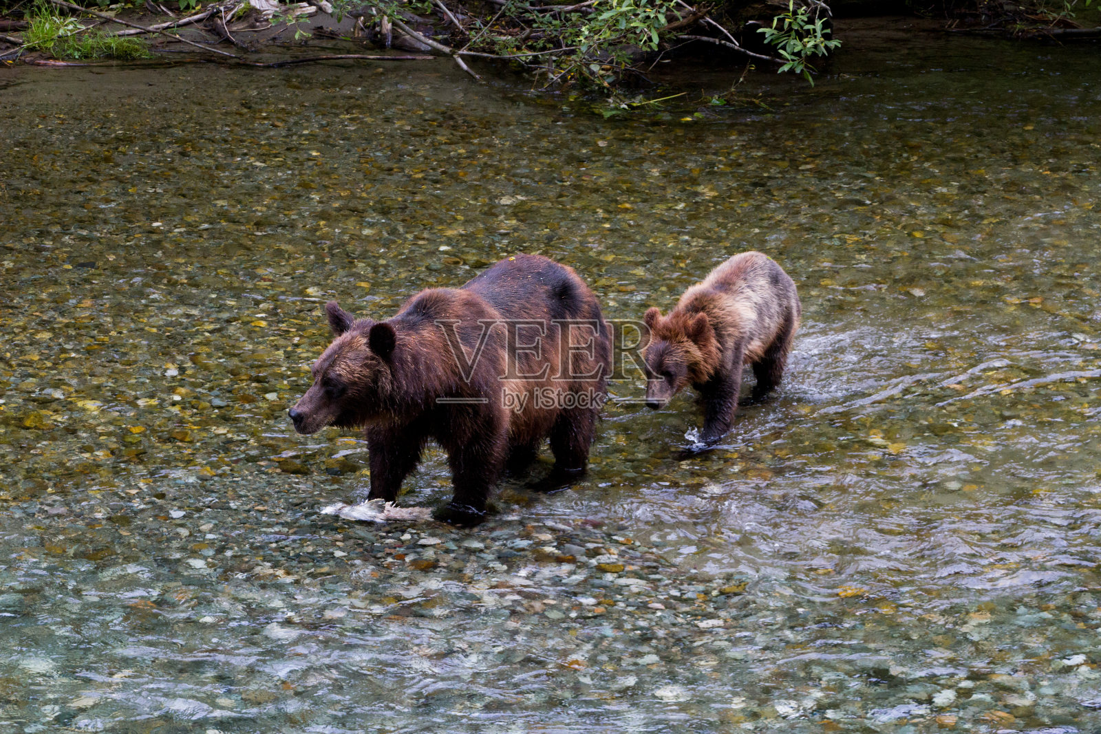 灰熊照片摄影图片