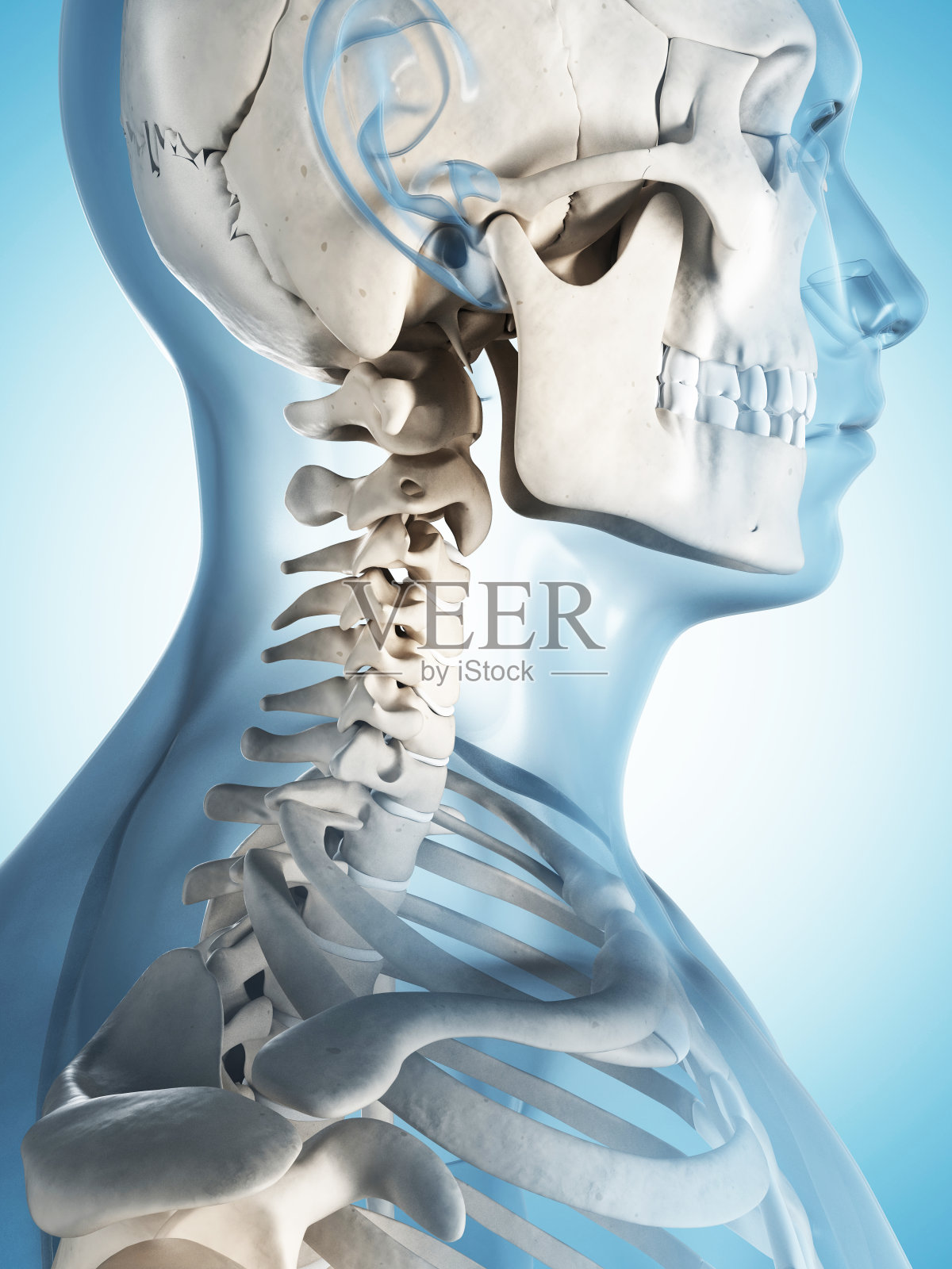 骨骼系统-头骨照片摄影图片