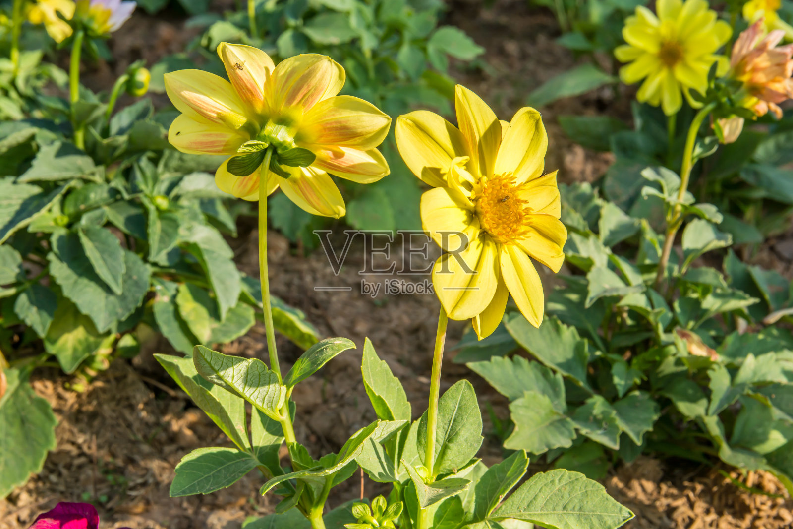 漂亮的黄色的花照片摄影图片