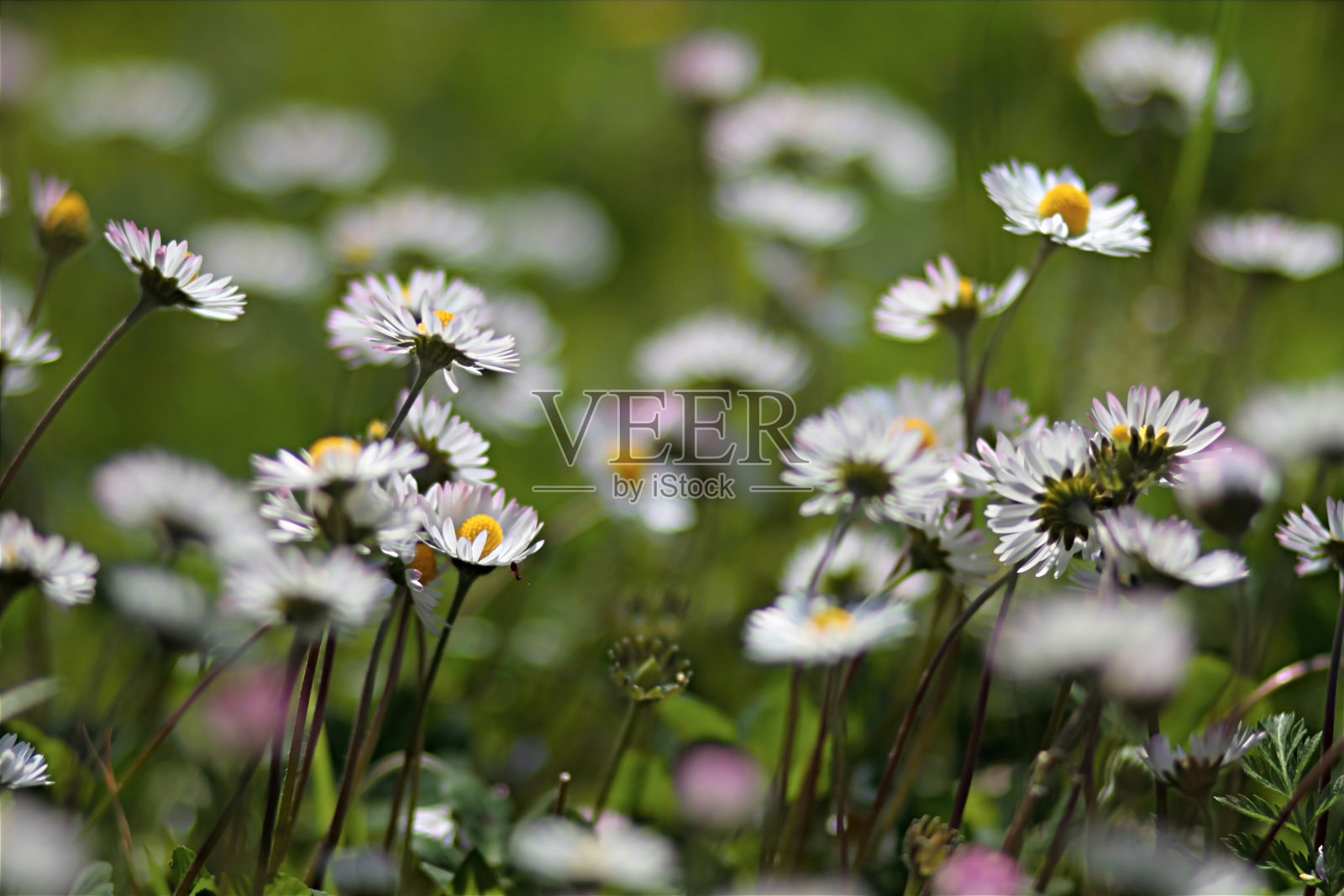 白色的雏菊照片摄影图片