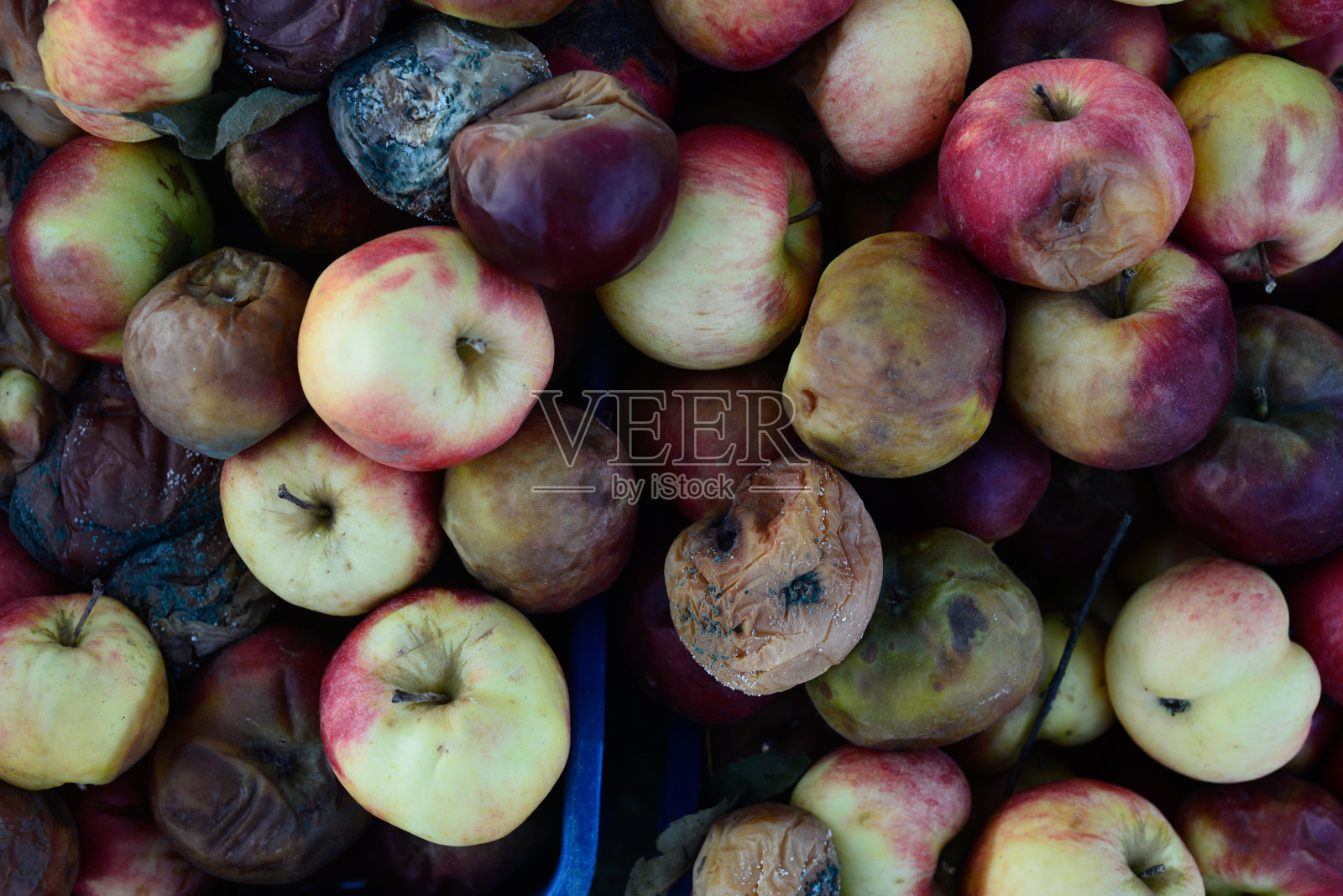 腐烂的苹果照片摄影图片