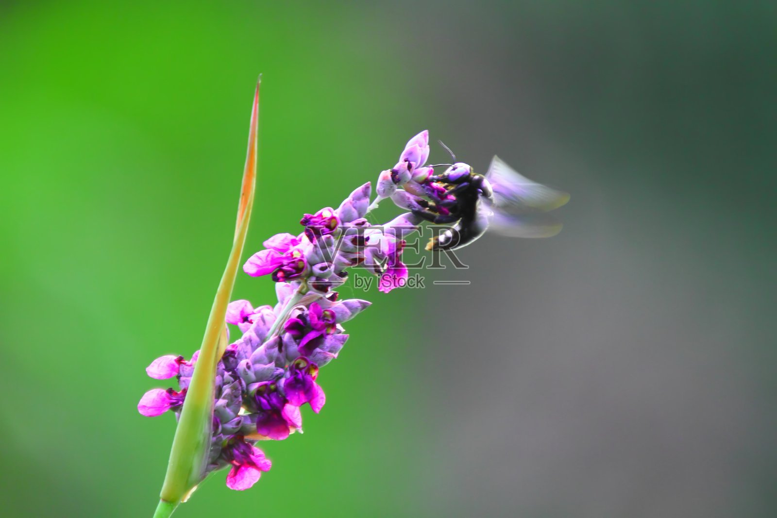 昆虫照片摄影图片