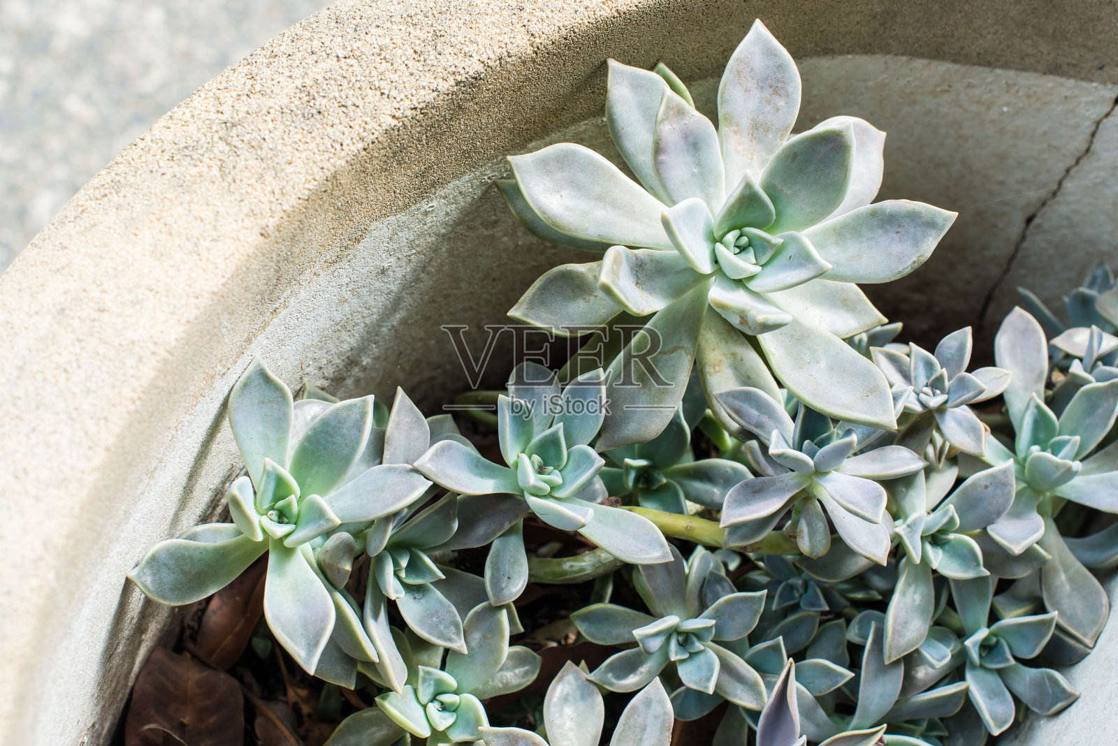 多汁的照片摄影图片