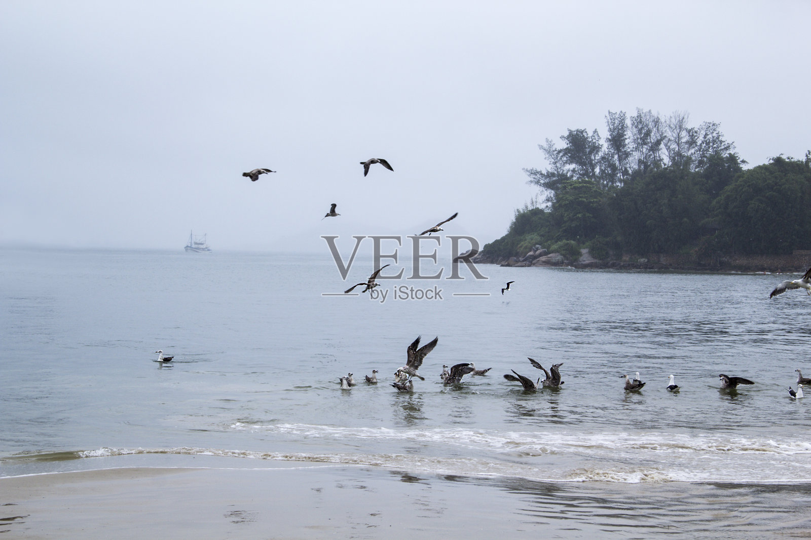 阴天里的海鸥照片摄影图片