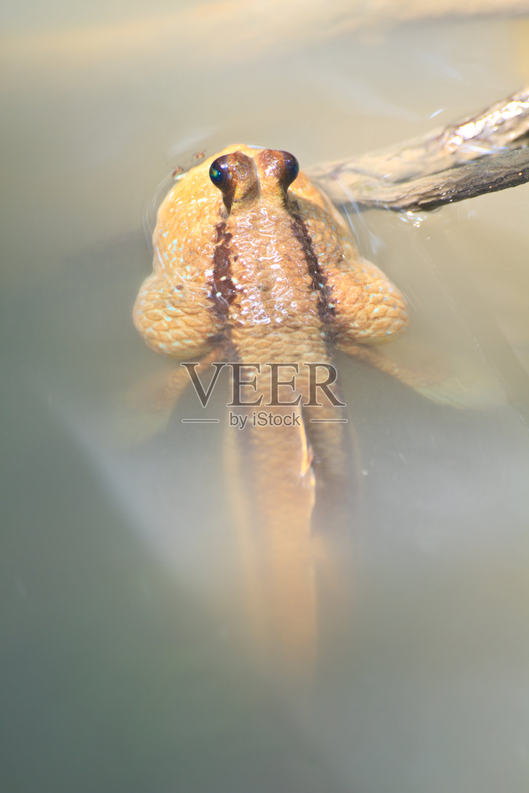 红树林沼泽上的弹涂鱼照片摄影图片