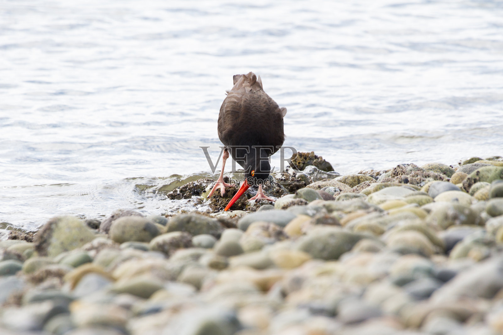 黑蛎鹬照片摄影图片