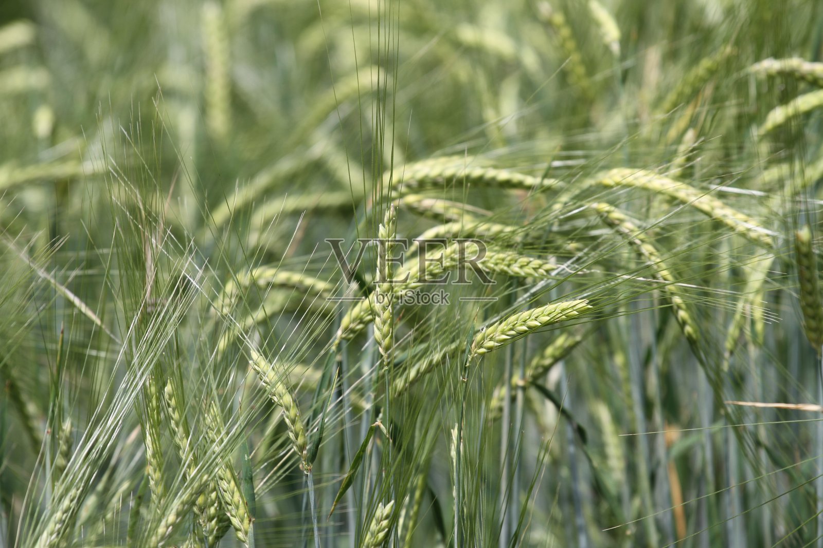 大麦成熟照片摄影图片