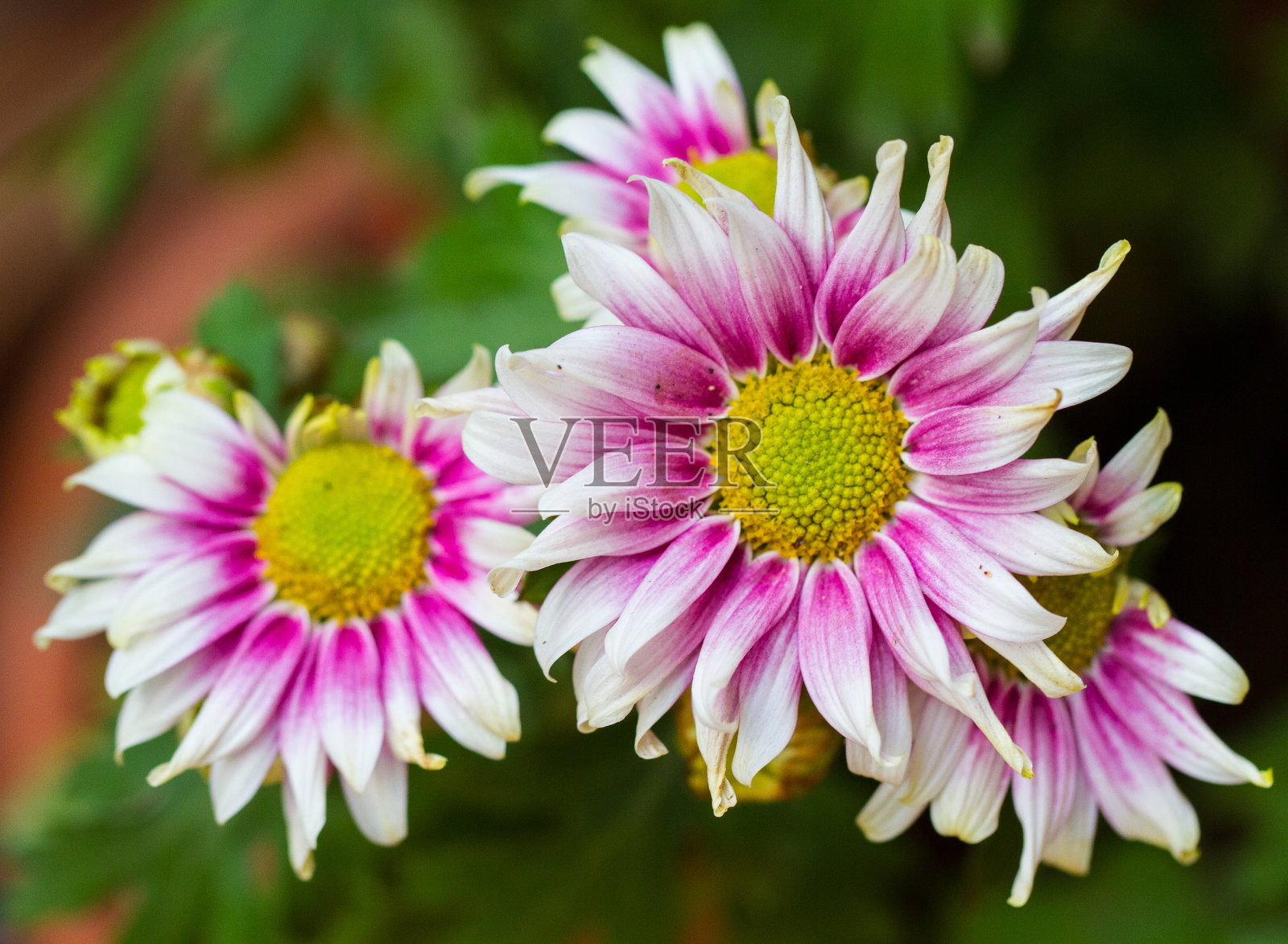 菊花照片摄影图片