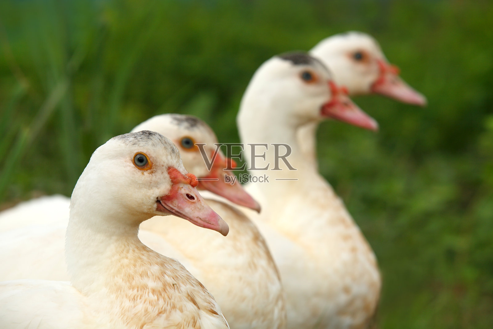 白色的鸭子照片摄影图片