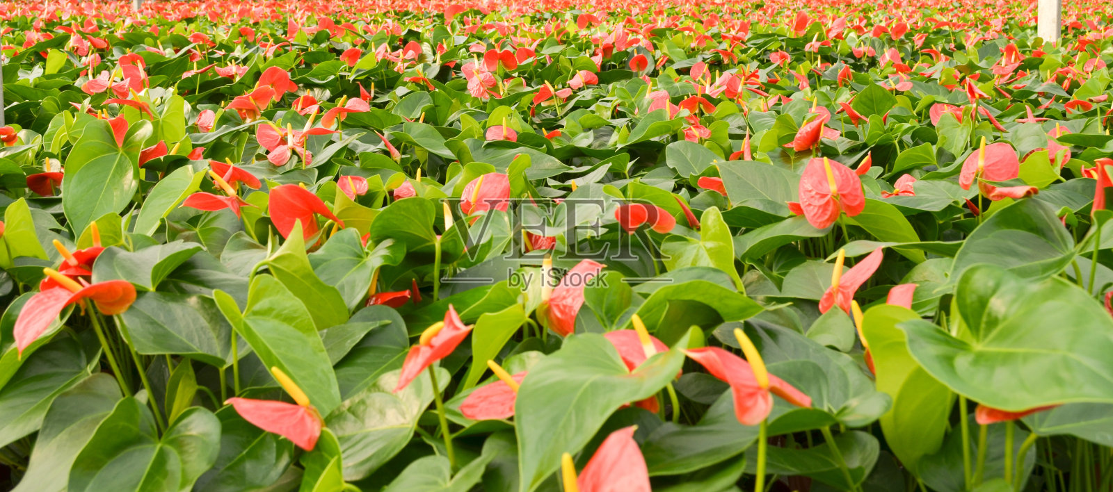 花照片摄影图片