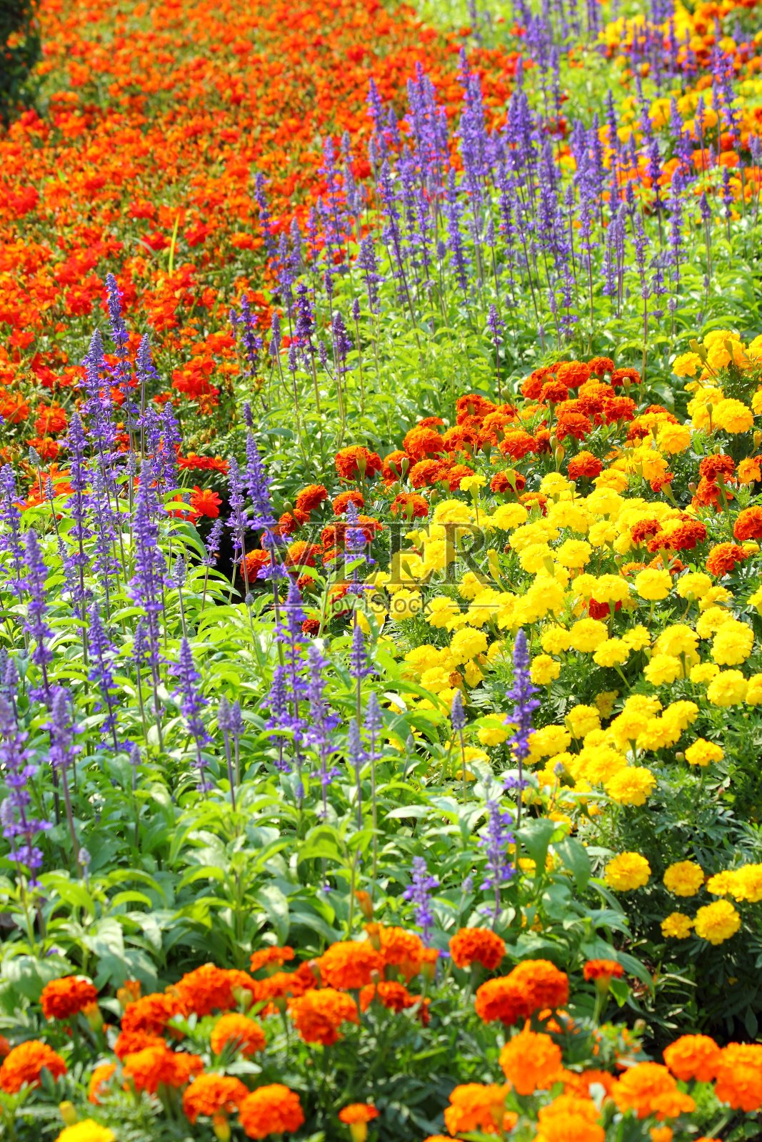 泰国的花园照片摄影图片