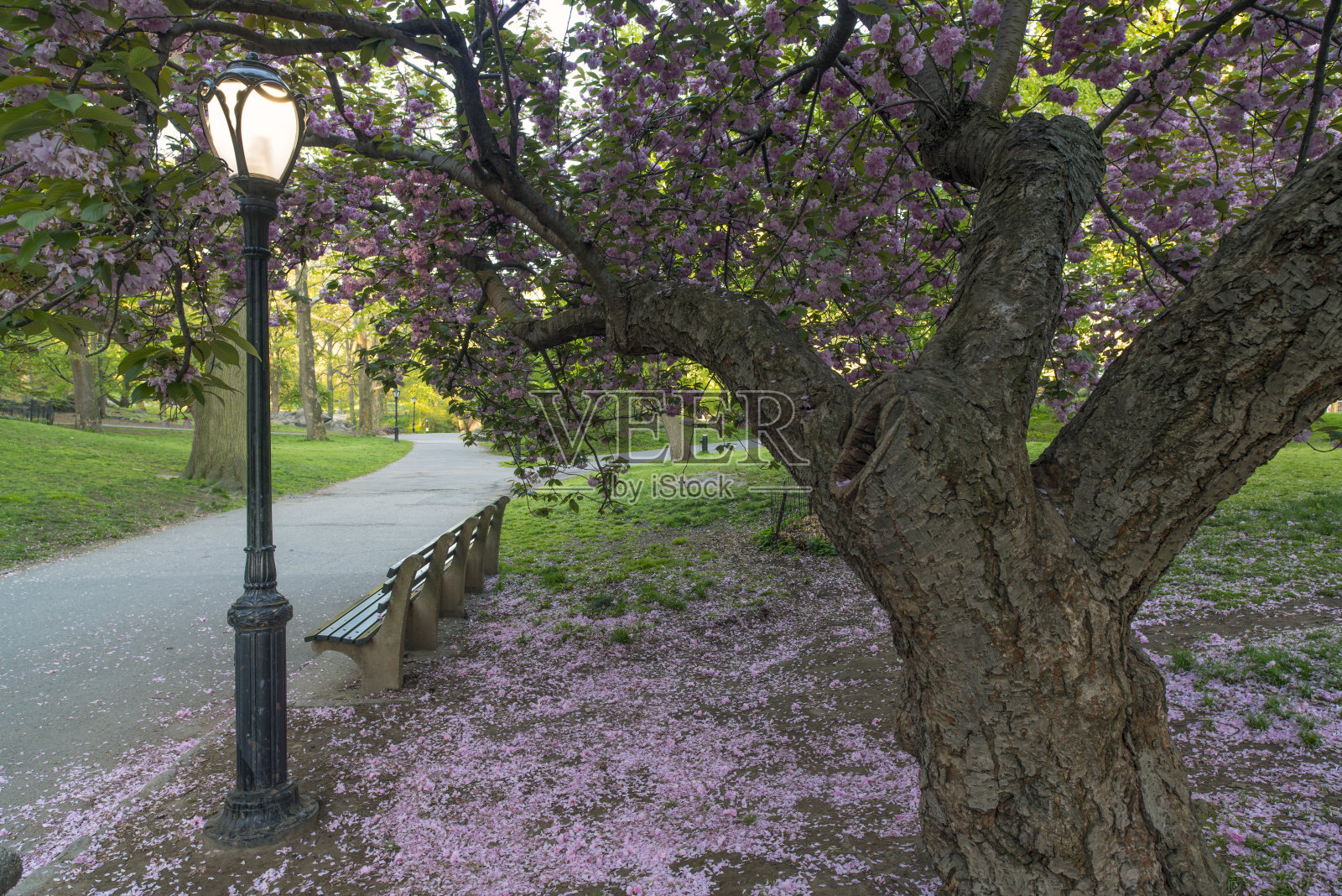 李属serrulata;日本樱桃;照片摄影图片