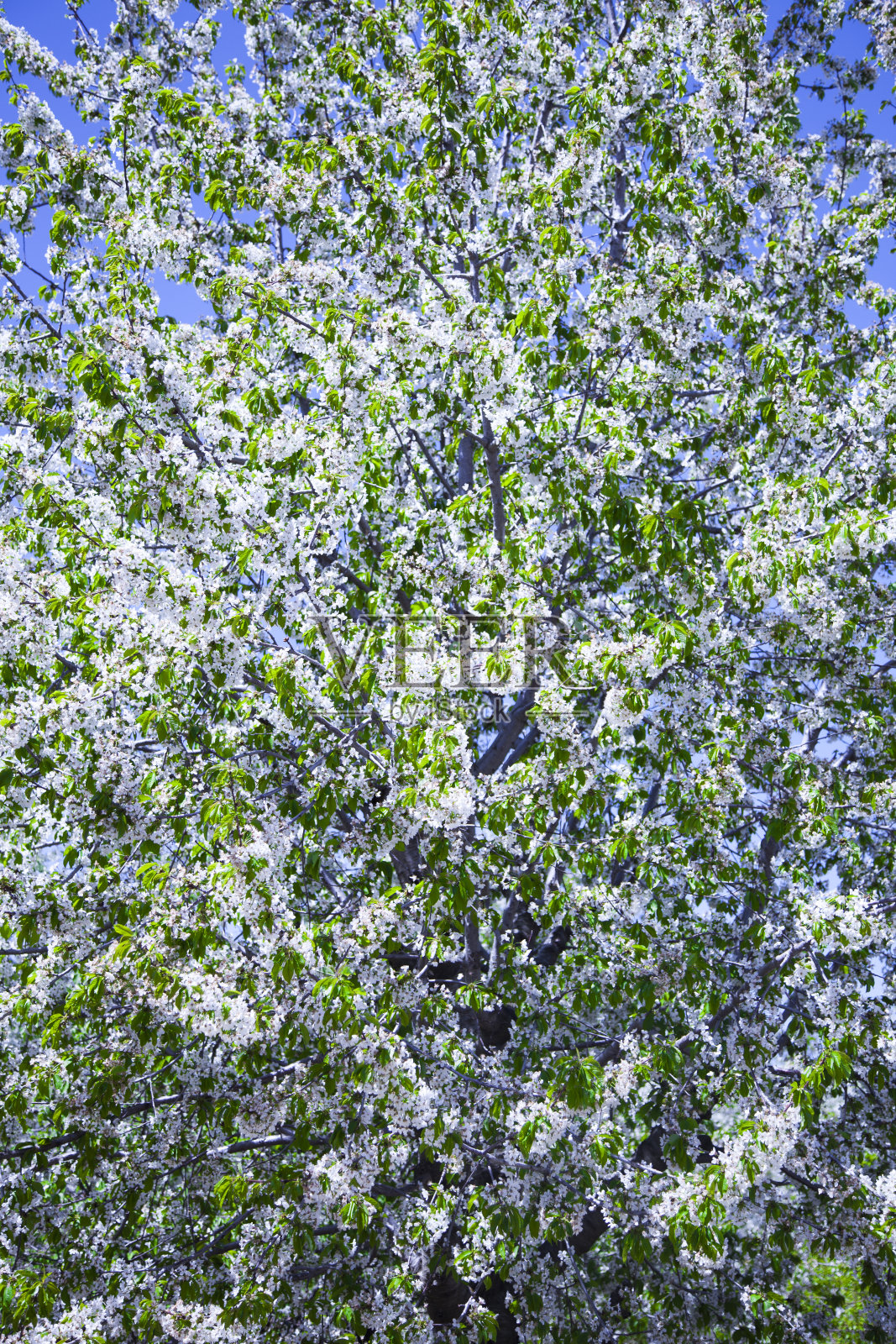 樱桃树照片摄影图片