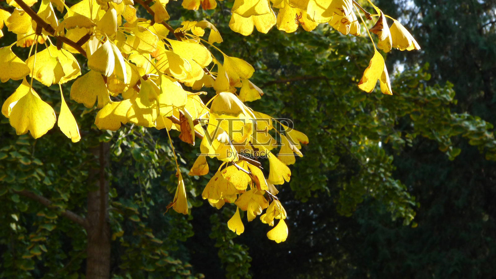 黄色的银杏树在秋天照片摄影图片