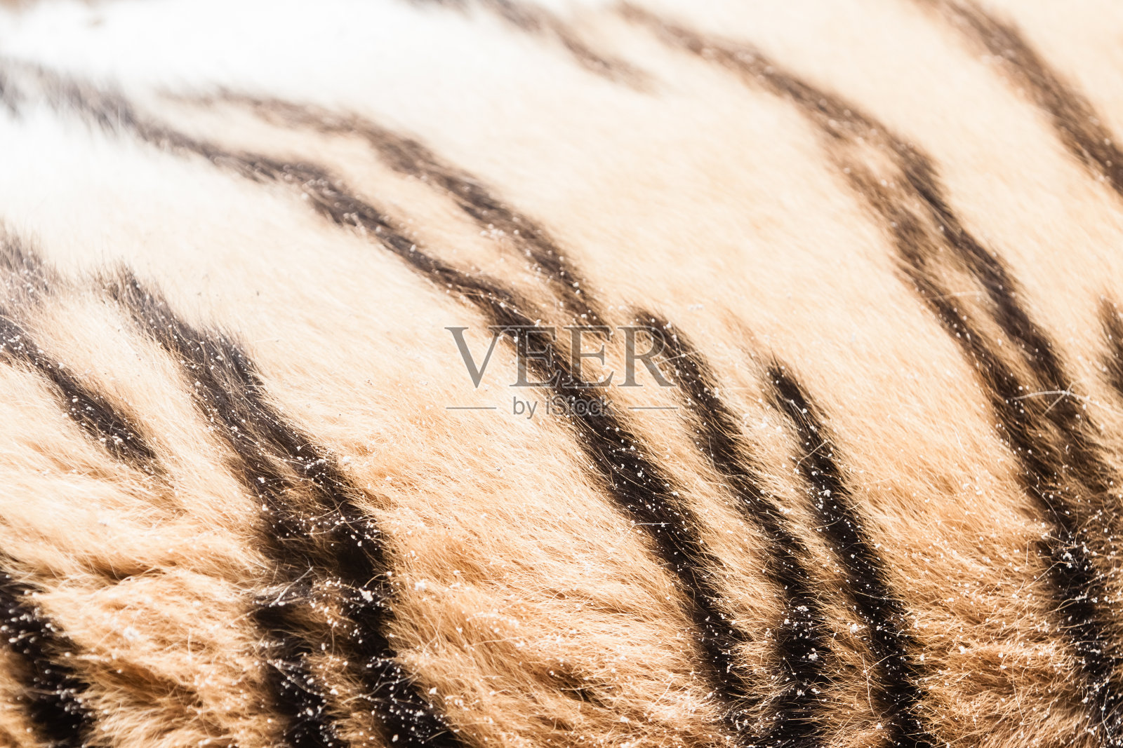 老虎模式照片摄影图片