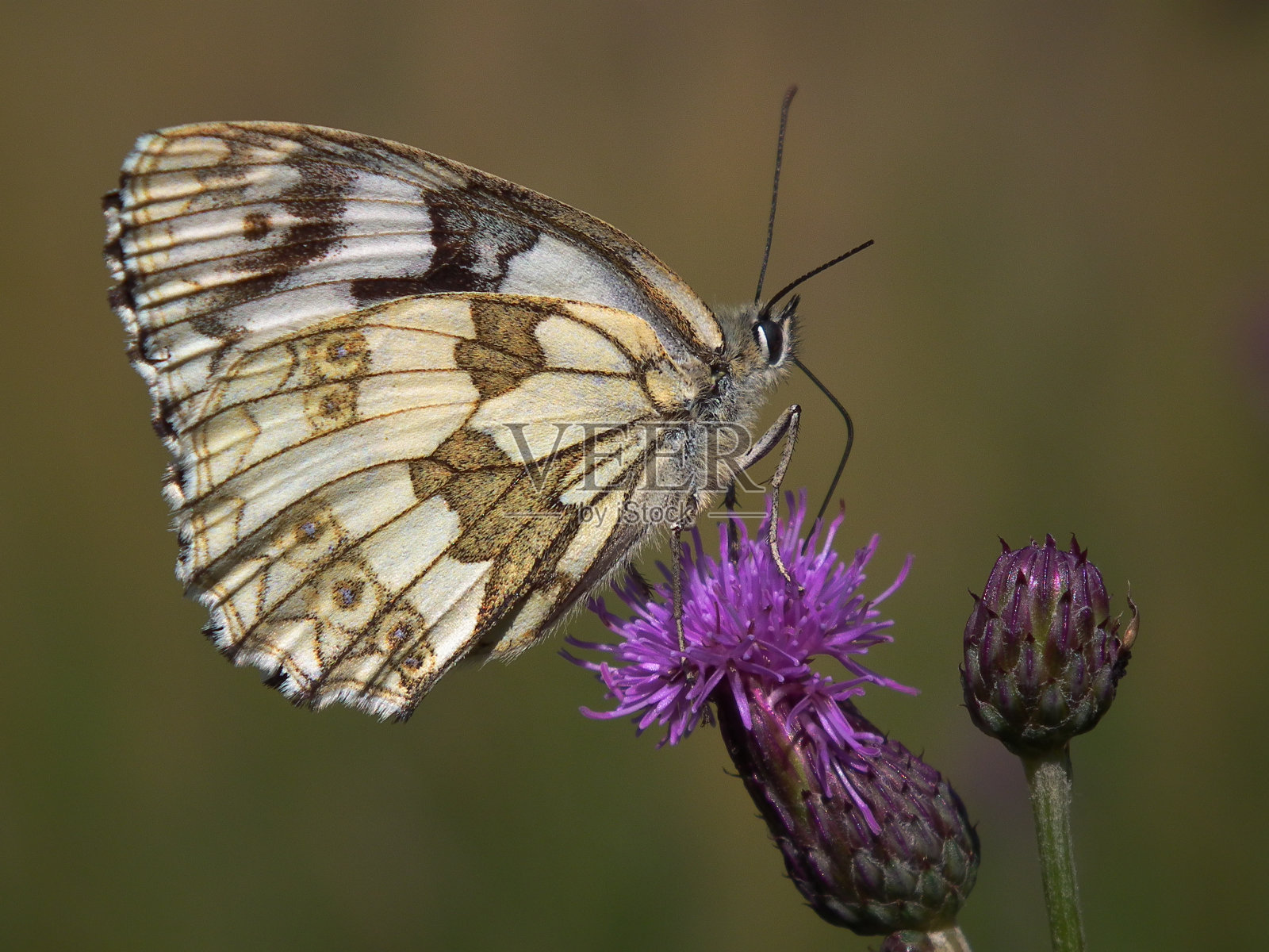 白色大理石照片摄影图片
