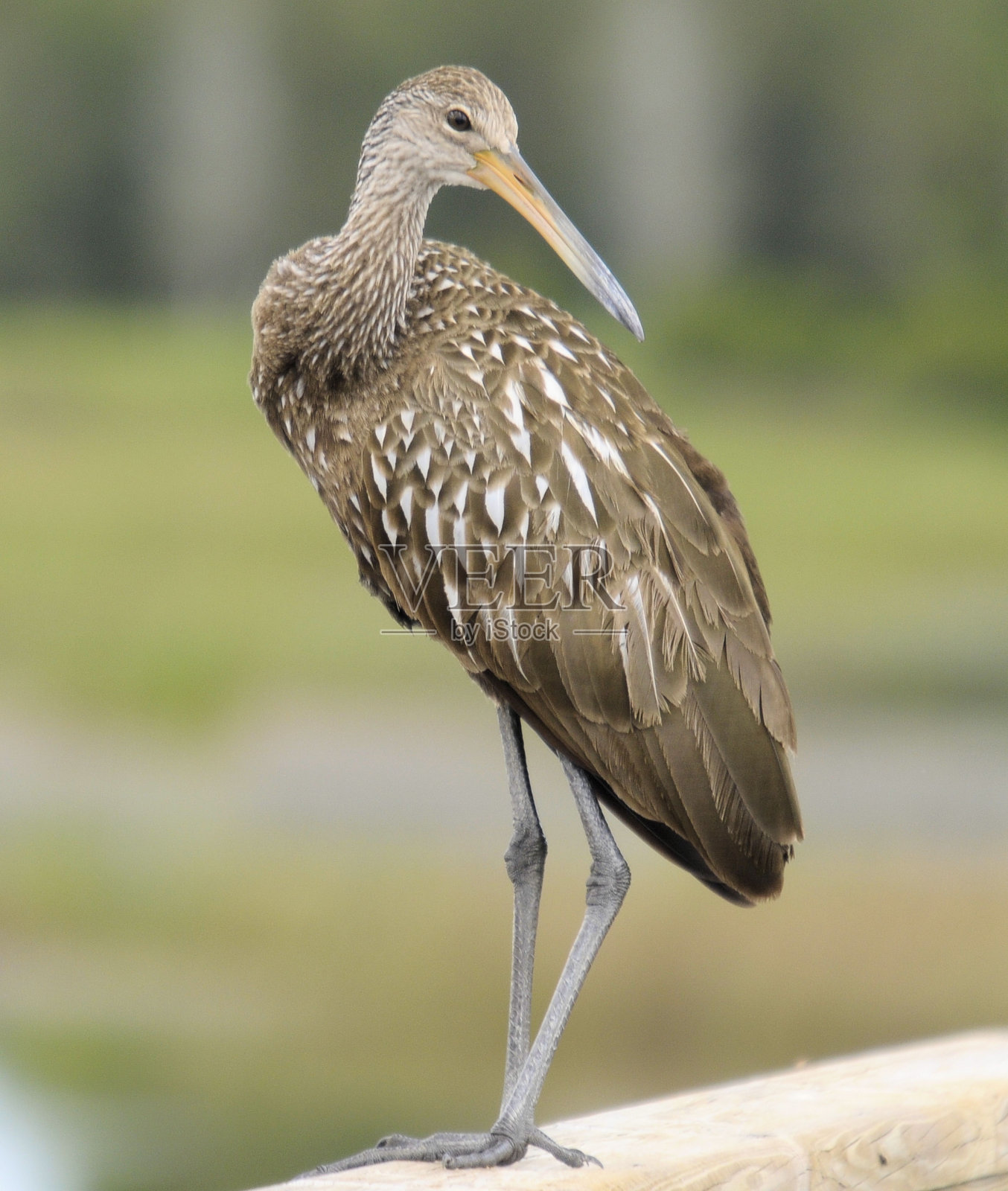 漫步中的林普金照片摄影图片