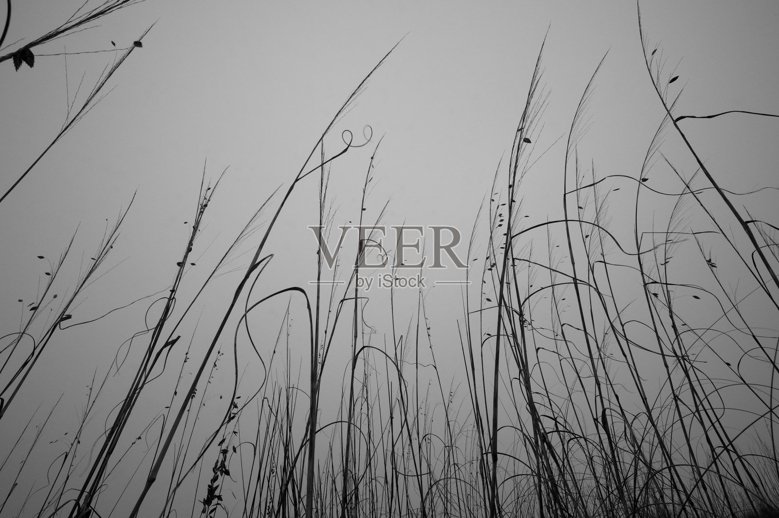 海滩上的草照片摄影图片