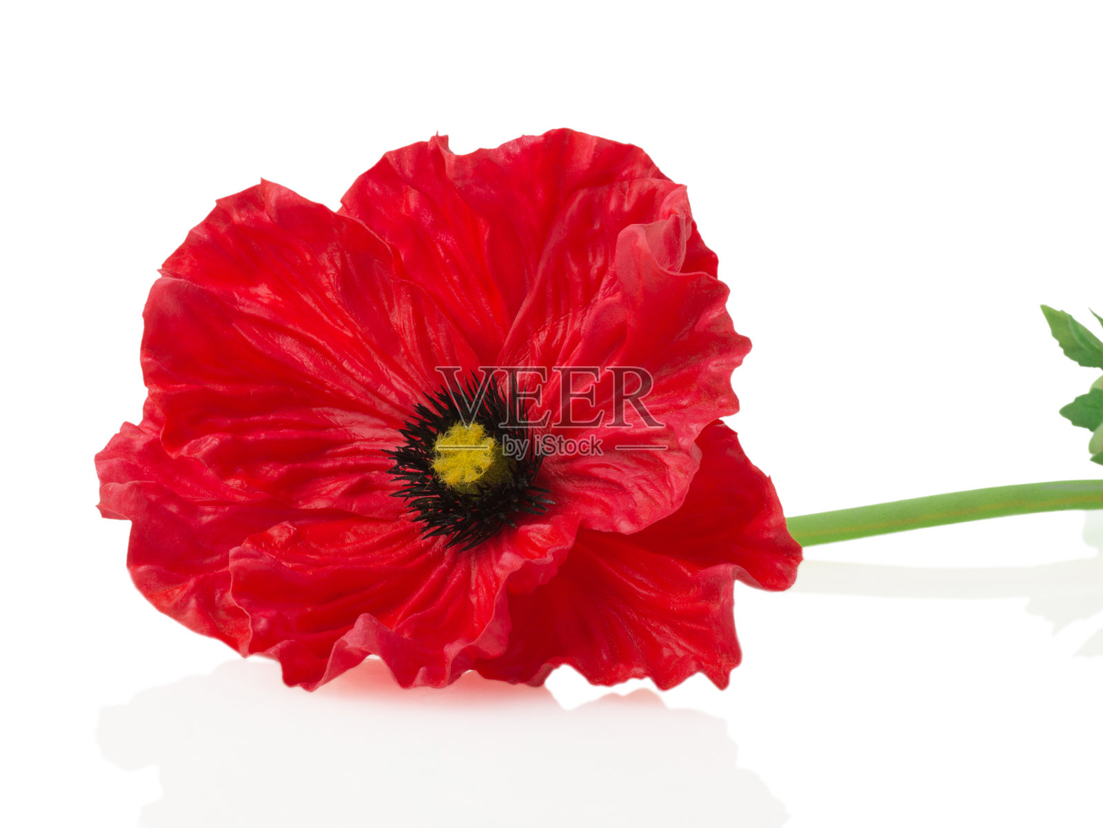 白色背景上的红色罂粟花照片摄影图片