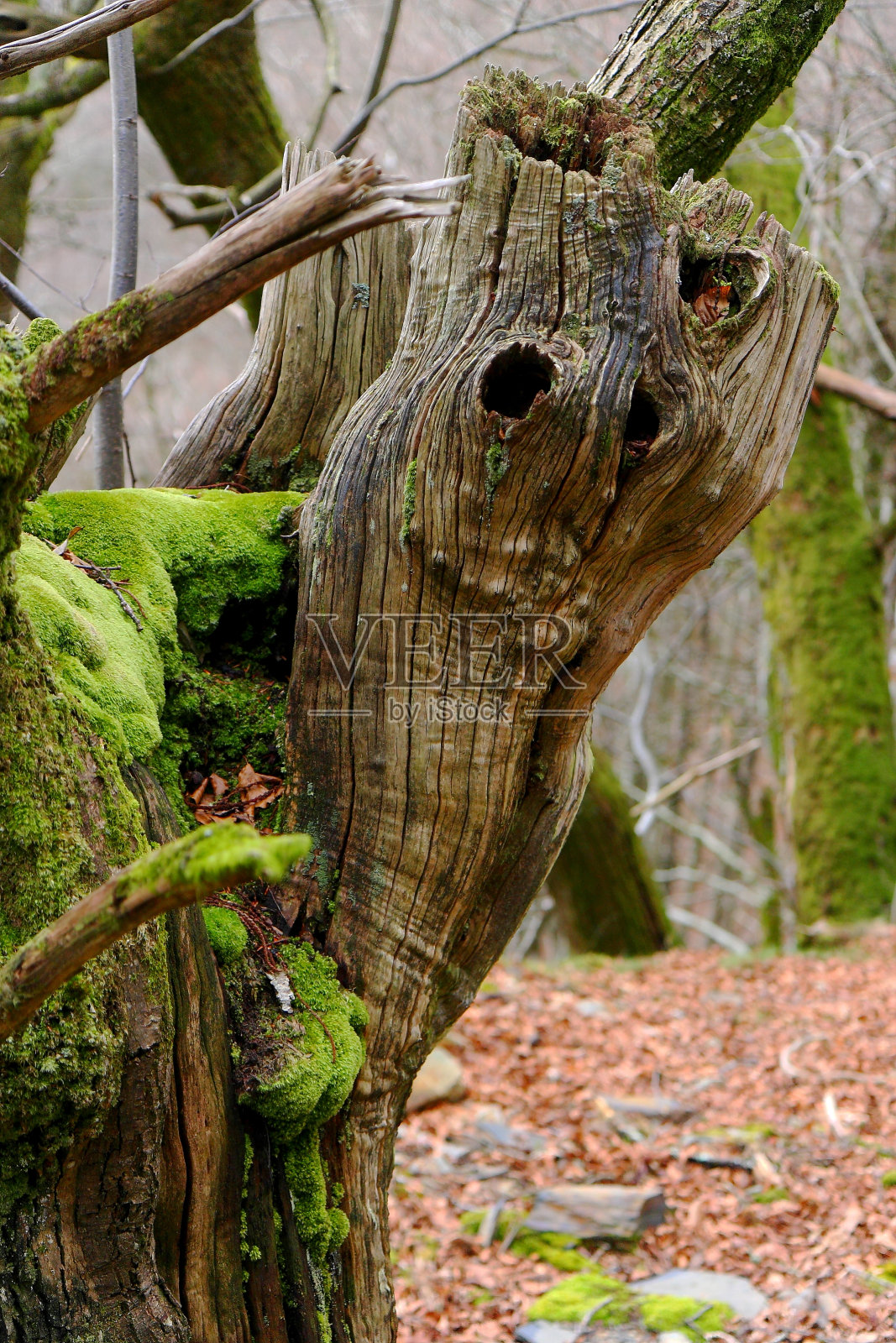 老树照片摄影图片