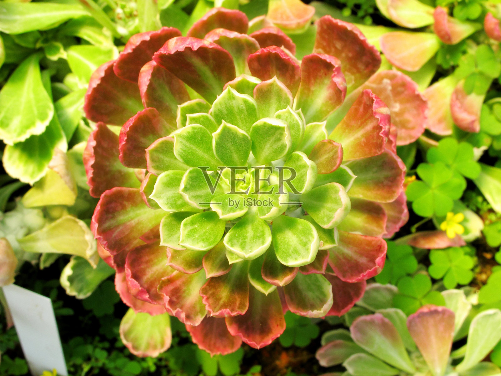 肉质植物照片摄影图片