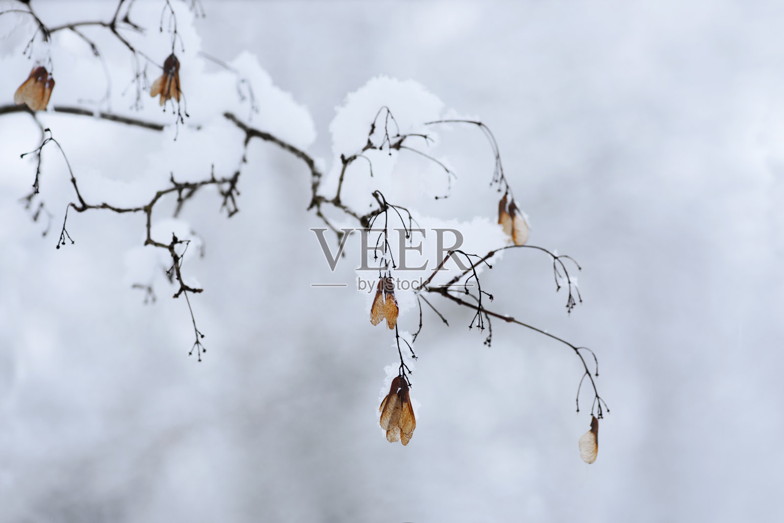 冬季种子荚照片摄影图片