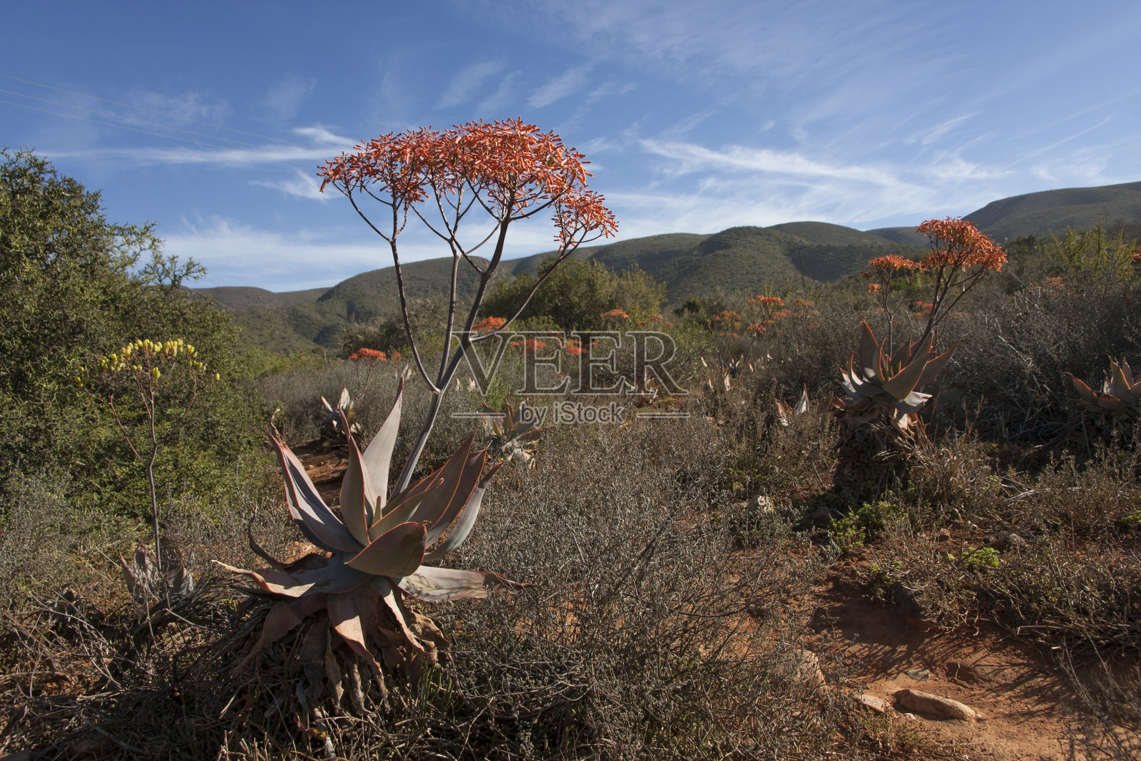 南非巴维安斯克鲁夫的橙色花沉香照片摄影图片