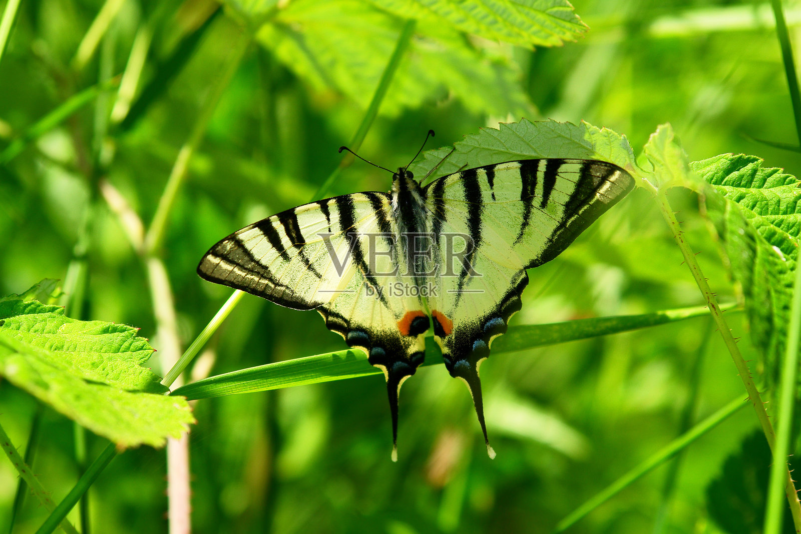 榛树叶上的燕尾蝶。照片摄影图片