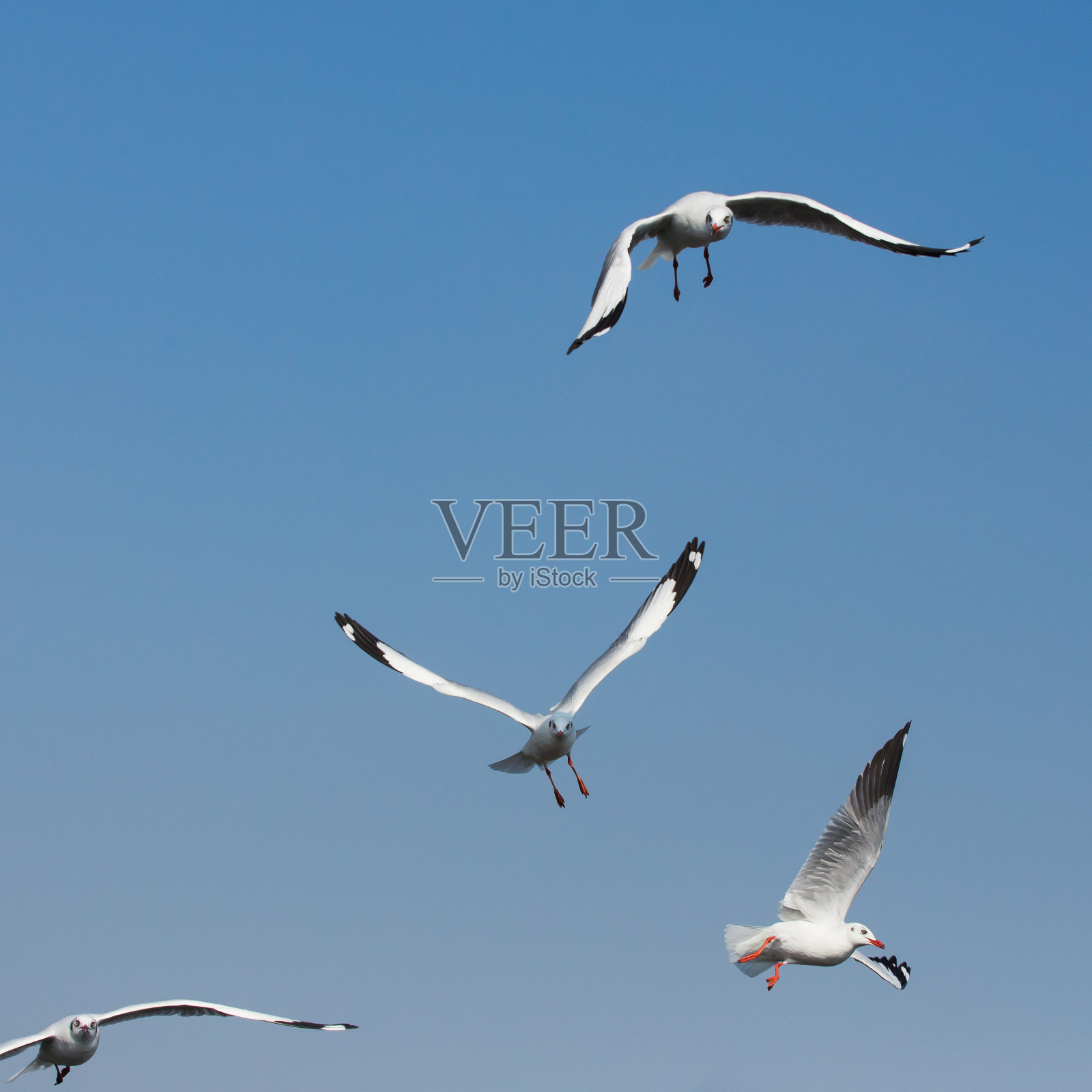 在泰国邦浦飞行的海鸥照片摄影图片