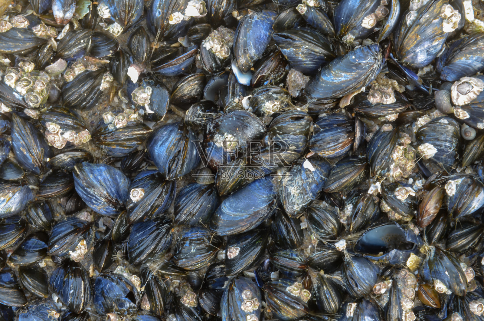 贻贝照片摄影图片