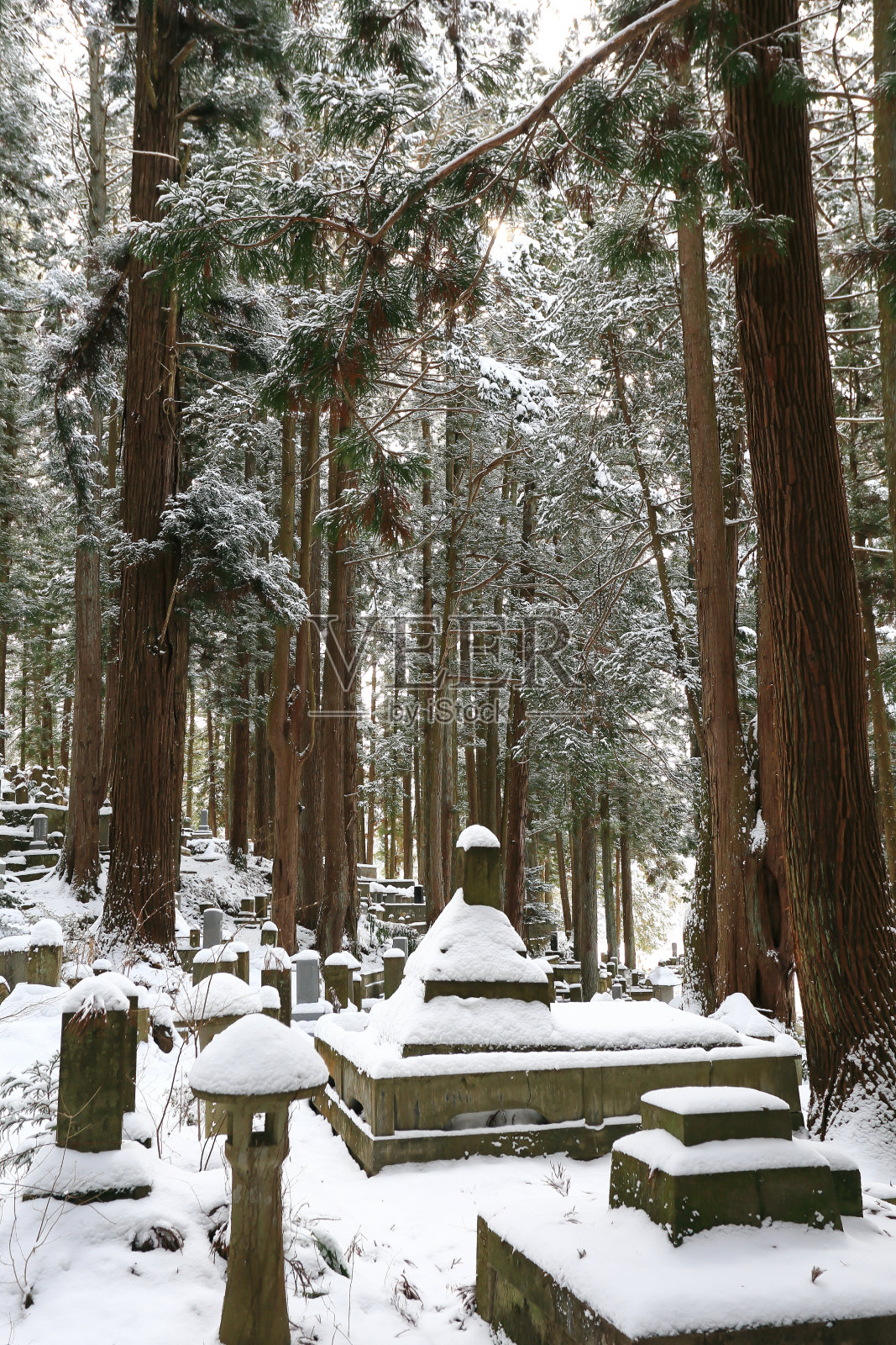 美丽的冬日森林(日本墓地)照片摄影图片