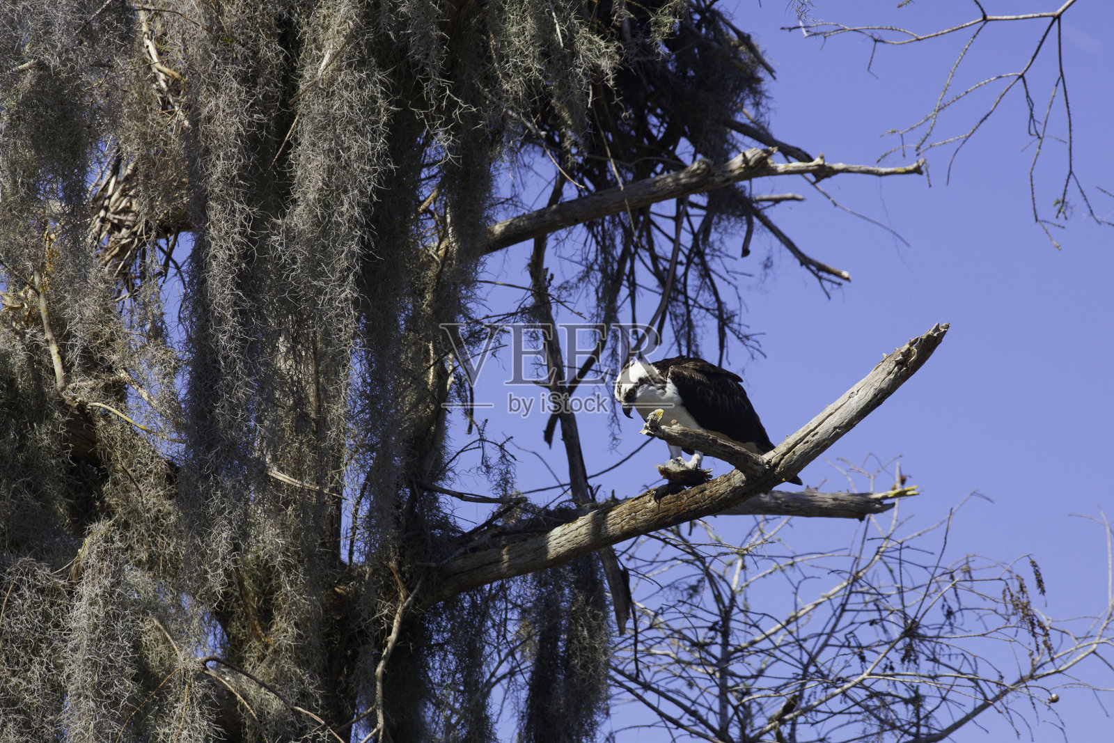 鱼鹰吃照片摄影图片