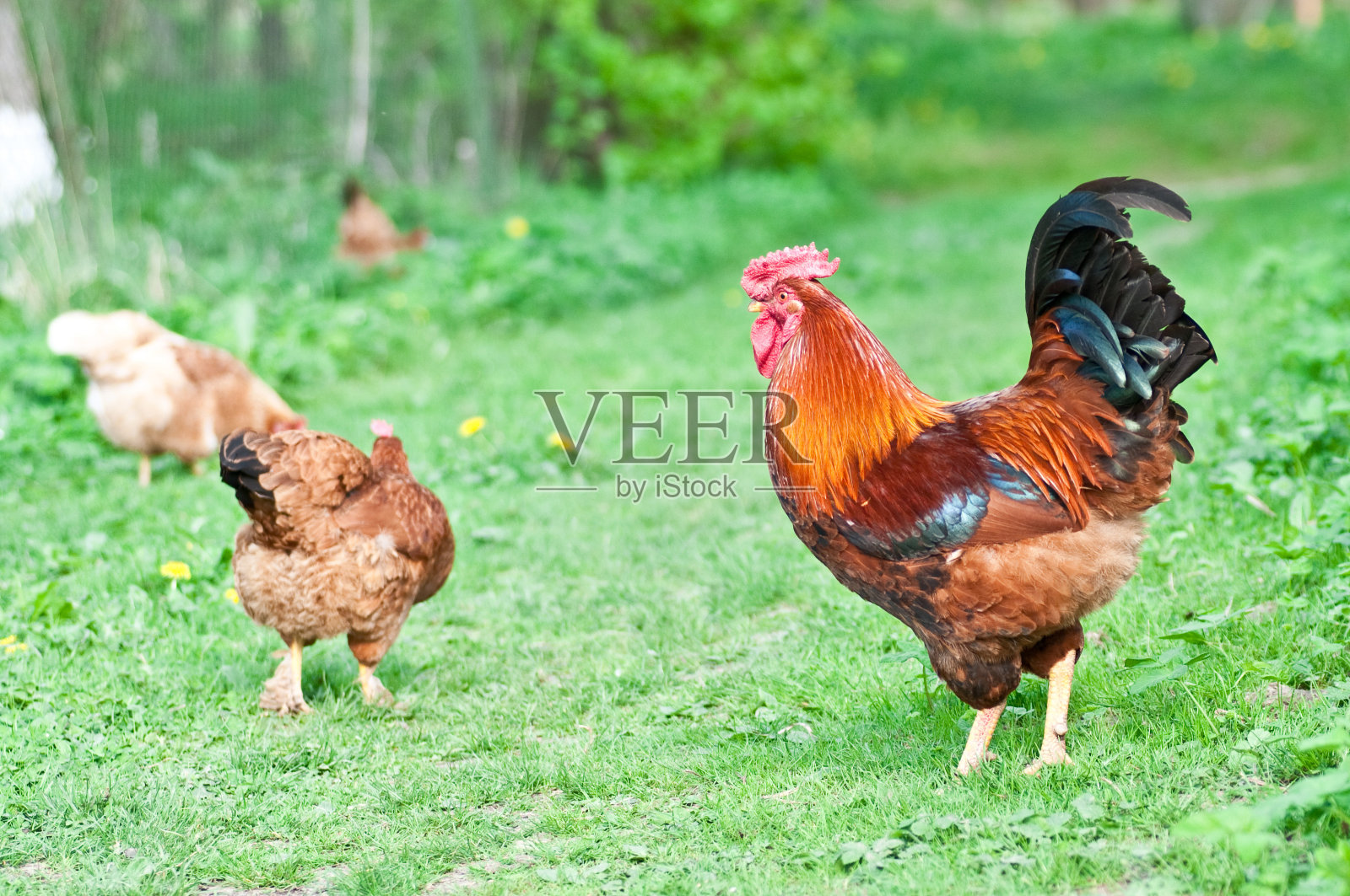 母鸡和公鸡照片摄影图片