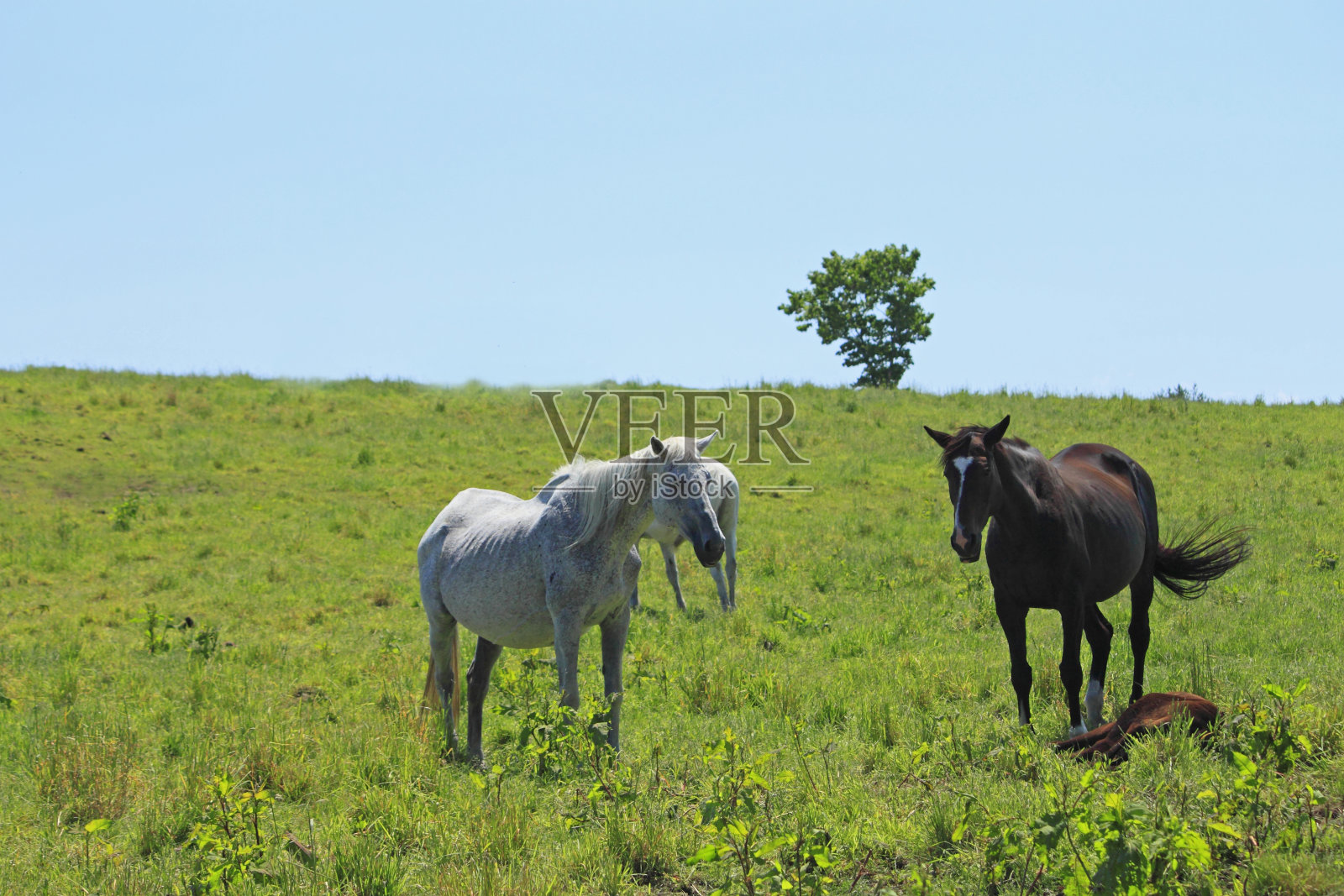 马和领域照片摄影图片