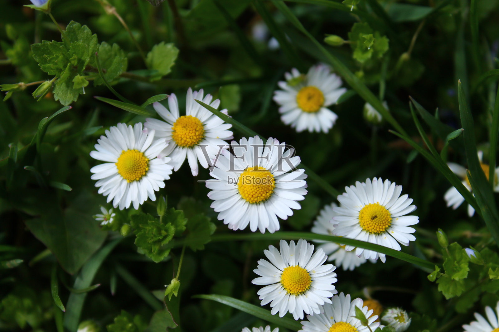 绿草中的白色雏菊照片摄影图片