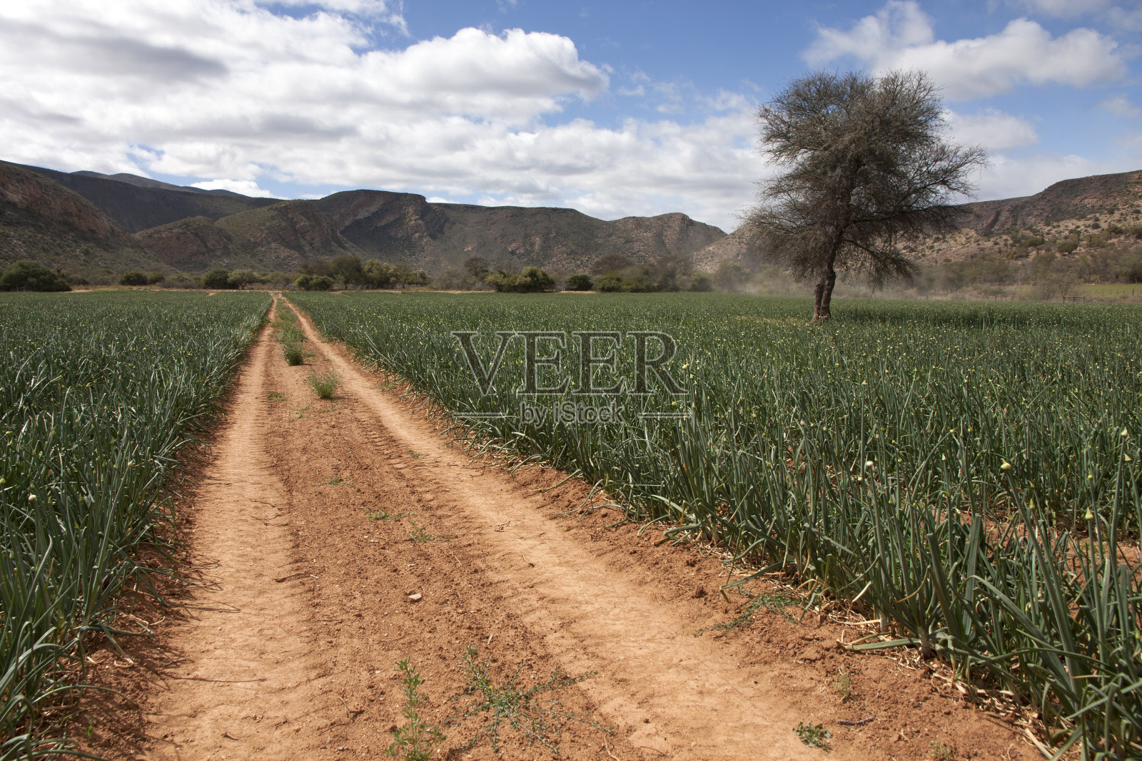 南非Baviaanskloof农场上穿过洋葱田的土路照片摄影图片