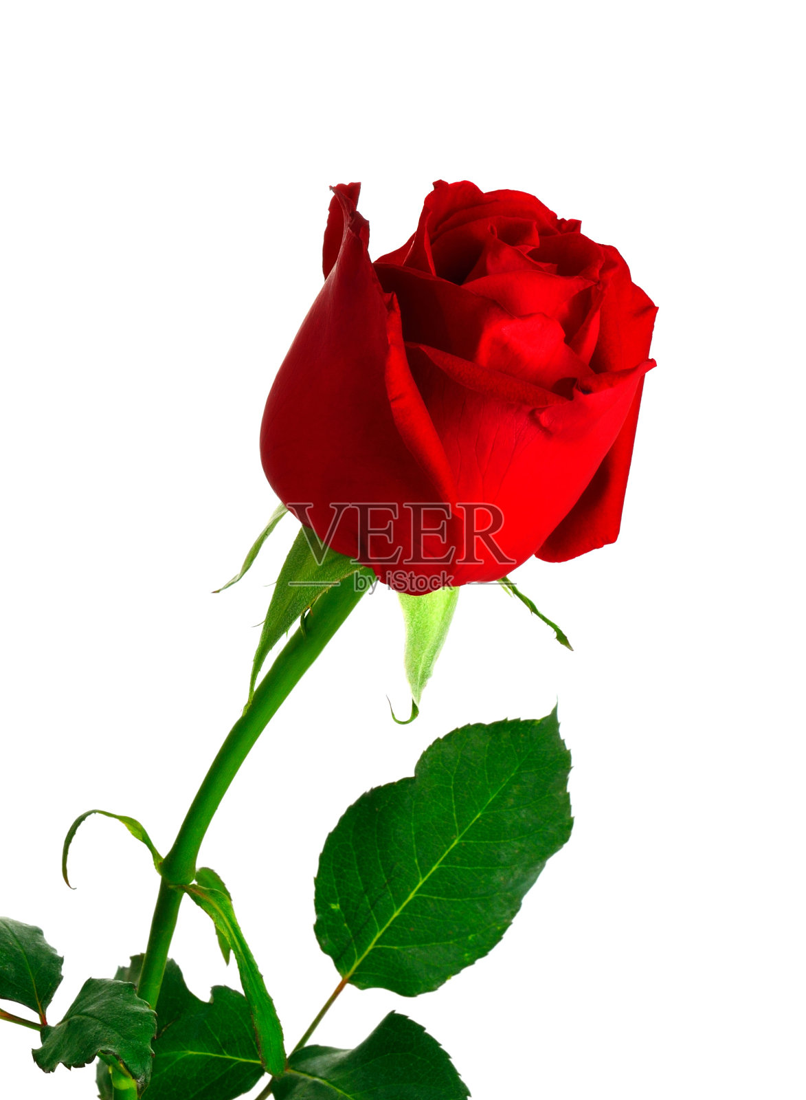 红色玫瑰孤立在白色背景上。前视图照片摄影图片