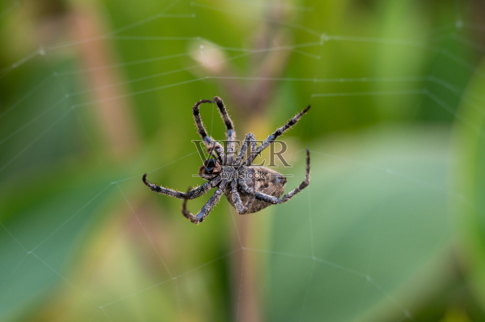 狼蛛照片摄影图片