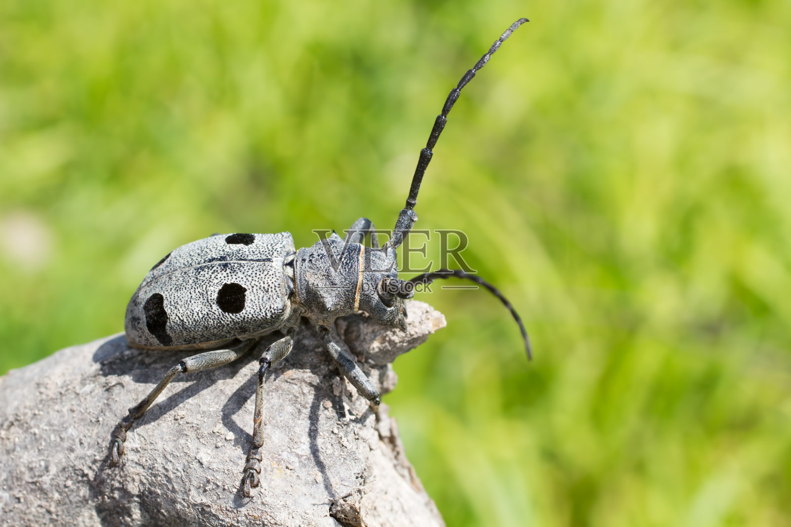 莫里穆斯 · 富内鲁斯照片摄影图片