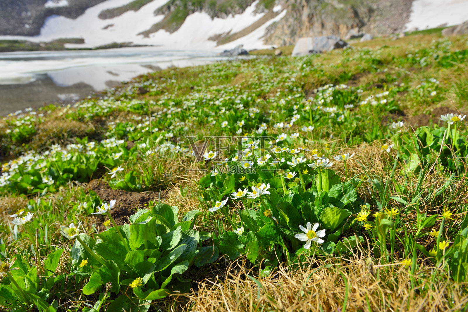 夏季科罗拉多州冰川上的高山花朵照片摄影图片