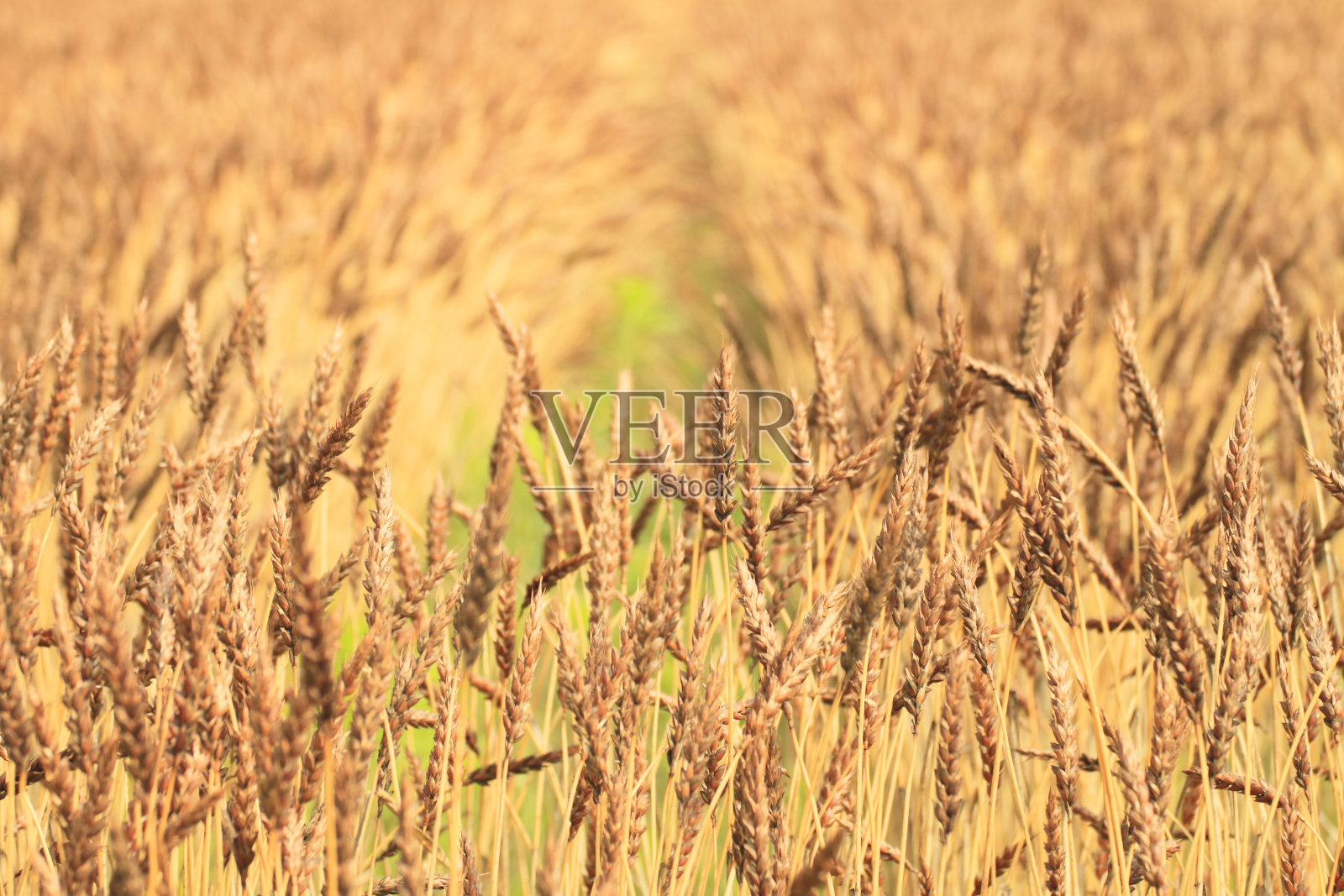 旁边的麦田照片摄影图片