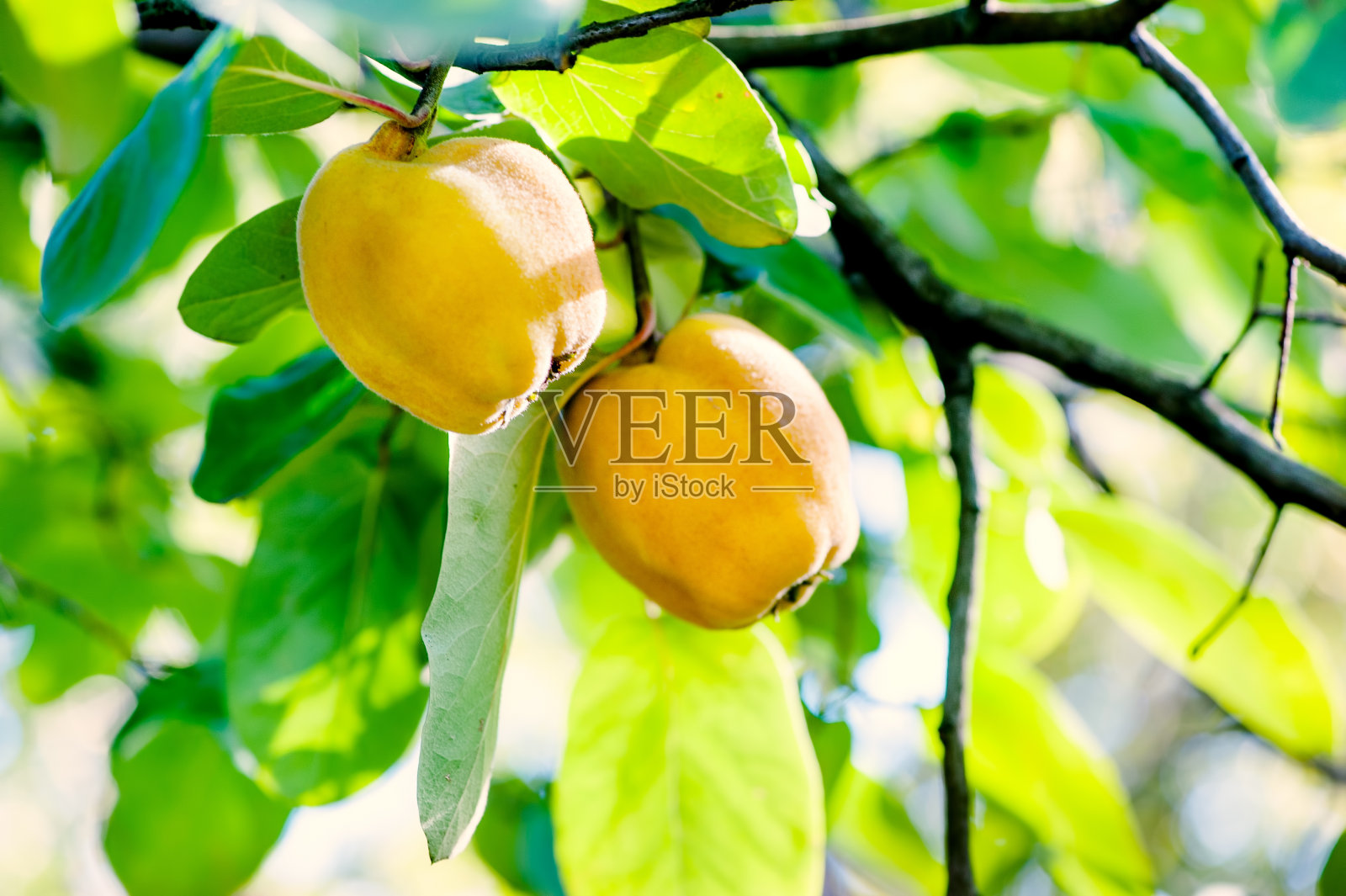 农业区花园本地树上的健康树照片摄影图片